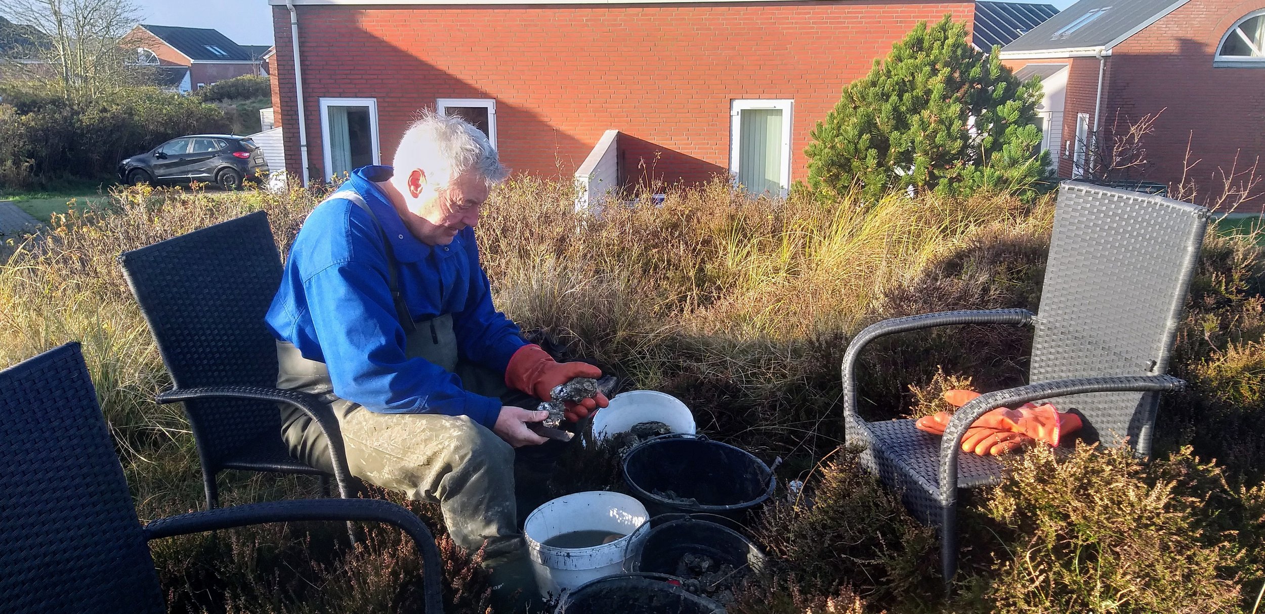 Rensning af østers, vi havde sanket alt for mange