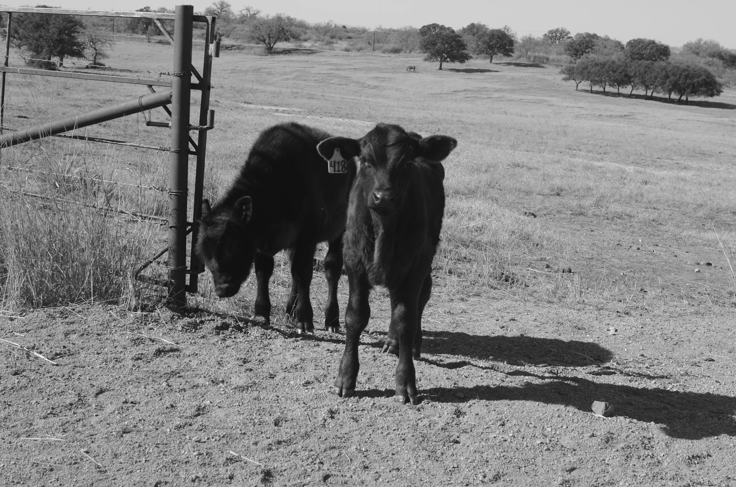 Trauma recovery for ranchers and landowners healing with their land.
