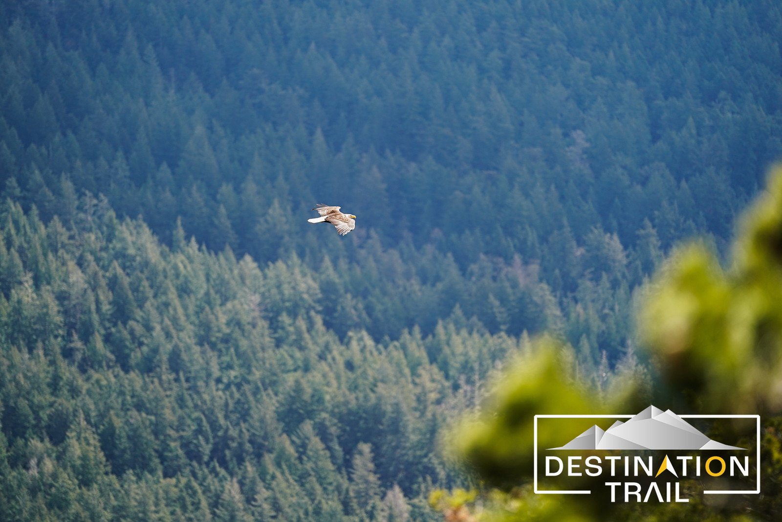  A hawk soars against the backdrop of a tree covered forest 