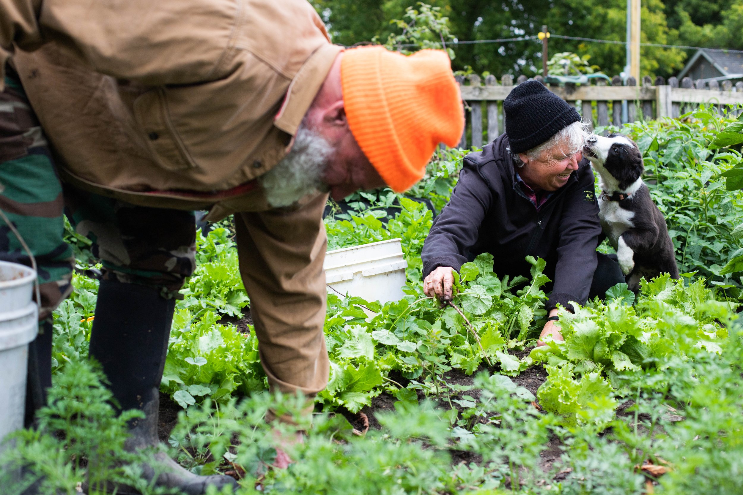 Family dog , Violet, surprises Karen Russon with a kiss while she picks vegetables in one of their vegetable gardens, on September 9, 2020. When the pandemic arrived the Russon’s had only been at their new home for 3 months, they decided they would
