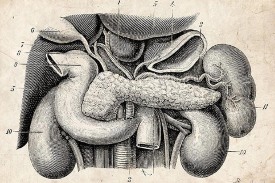 core four method, phase 1: Bile
