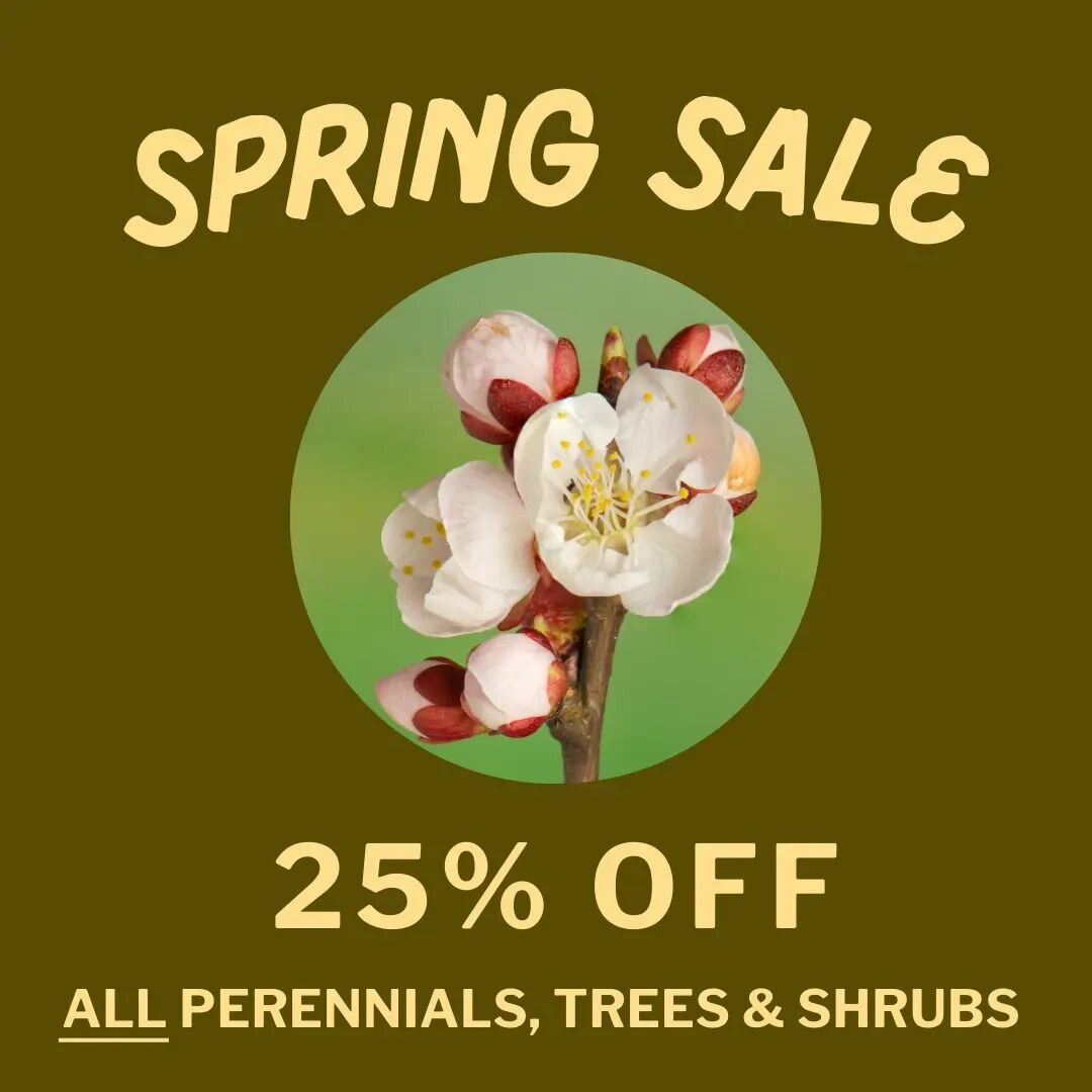 SPRING CLEARANCE SALE 🌷

Our plants are JUST starting to wake up outside, and are ready to plant as soon as you can get a shovel in the ground!

ALL overwintered perennials, trees &amp; shrubs in the yard are 25% off through March.

#plantshop #spri