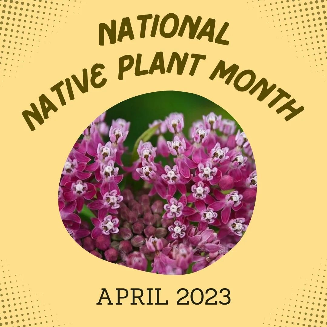 April 2023 is NATIONAL NATIVE PLANT MONTH! 🌱

If you are looking for an immediate action to help the environment, one of the simplest things you can do is restore native plants in the places you live!  Not only do they support local ecosystems, they