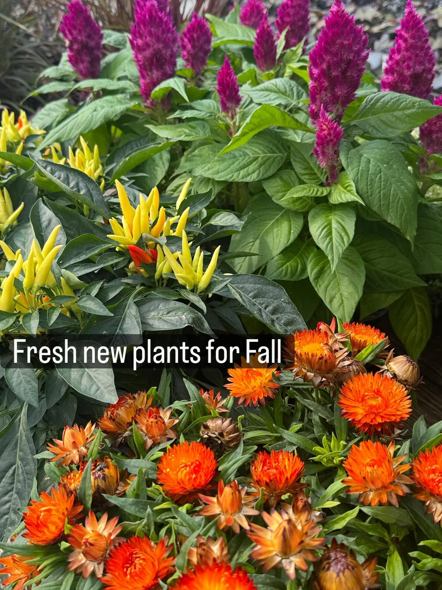 New plants for fall color annuals and perennials. 
#independentgardencenter 
#westtownchicago
#plantsmakepeoplehappy