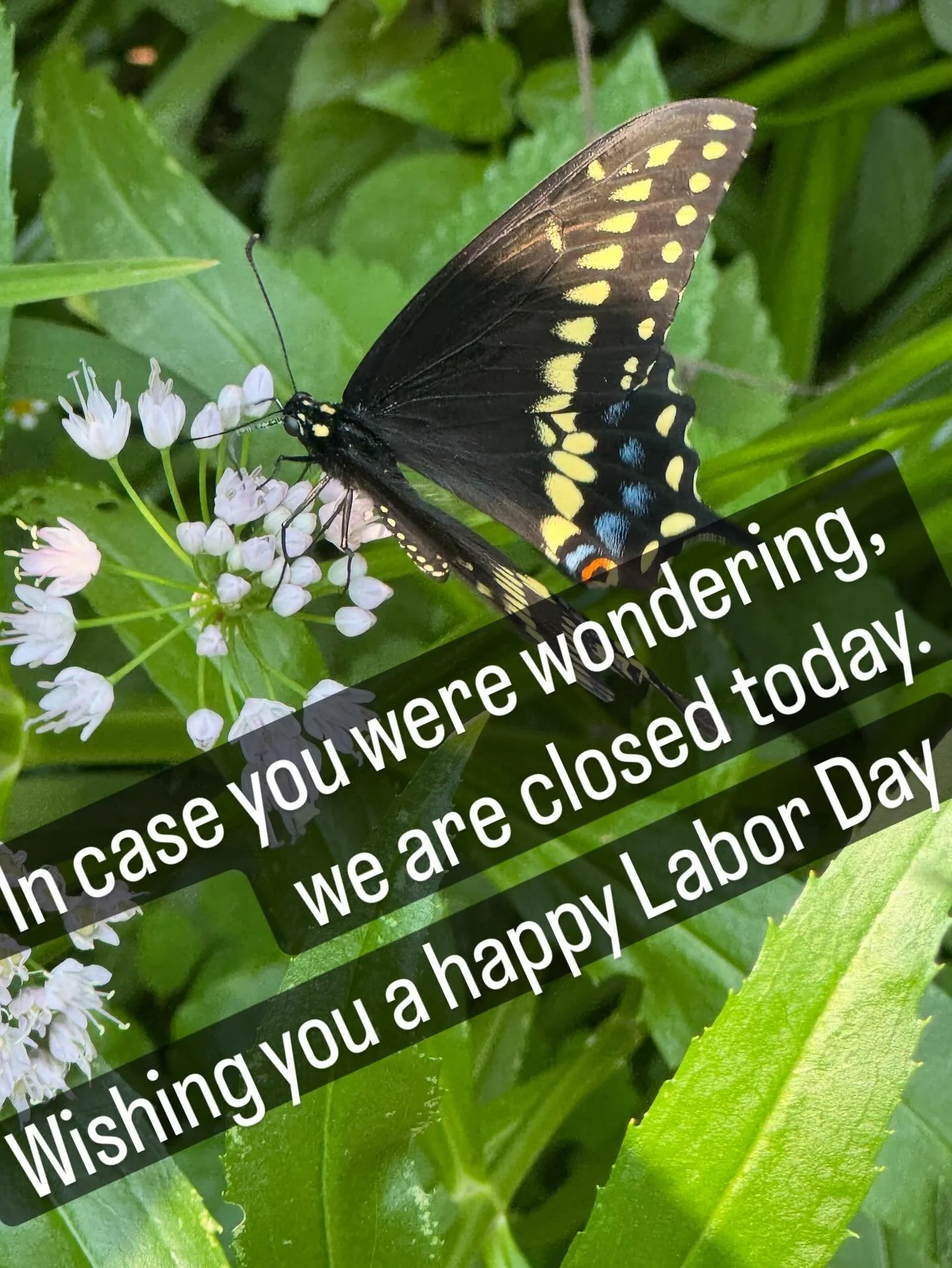 Closed today for Labor Day
#independentgardencenter #westtownchicago