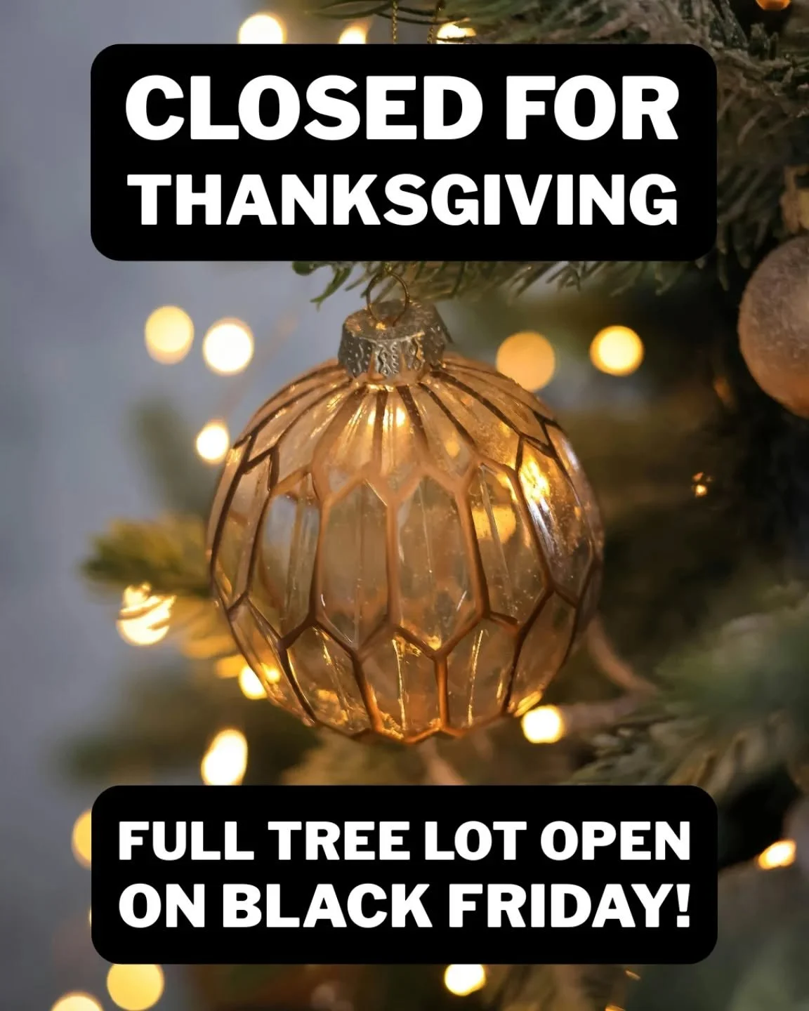 We are closed 11/27/25 for Thanksgiving, but will be OPEN the next morning to kick off the winter holiday season!  Come check out our fresh Christmas trees, winter decor, and gifts inside the shop.

#christmastree #plantshop #giftideas #blackfriday