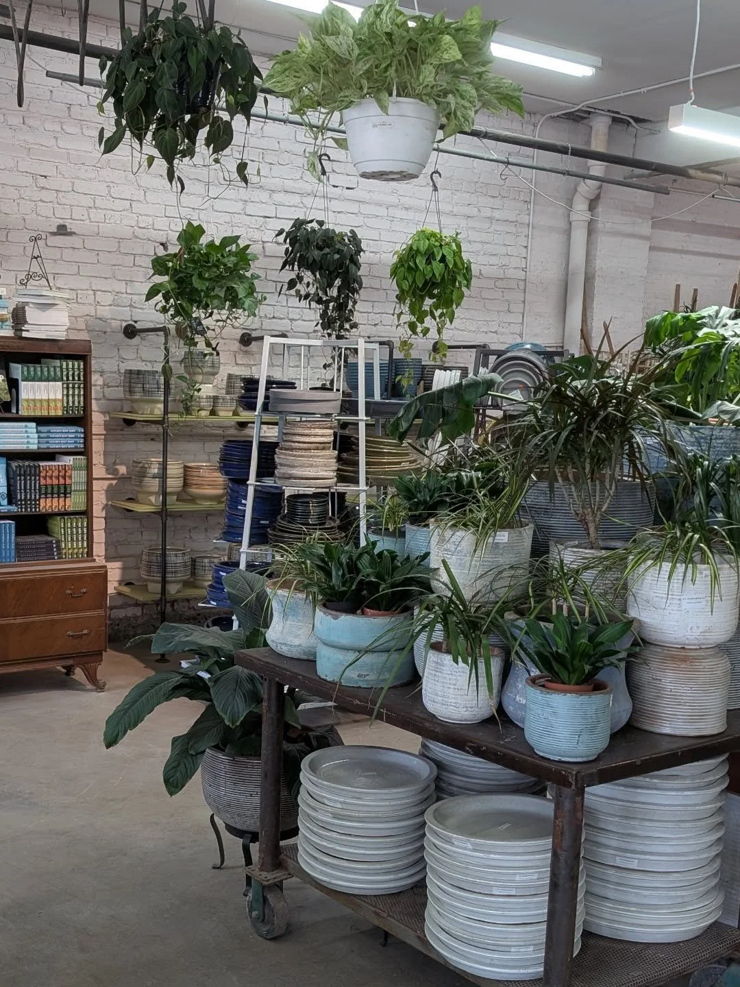 We're finally open for spring!  Starting March 1st, come back for in-store shopping and check out new pottery, houseplants and more.  Over the next two months we'll be setting up the yard and receiving perennials, annuals, trees and shrubs and local-