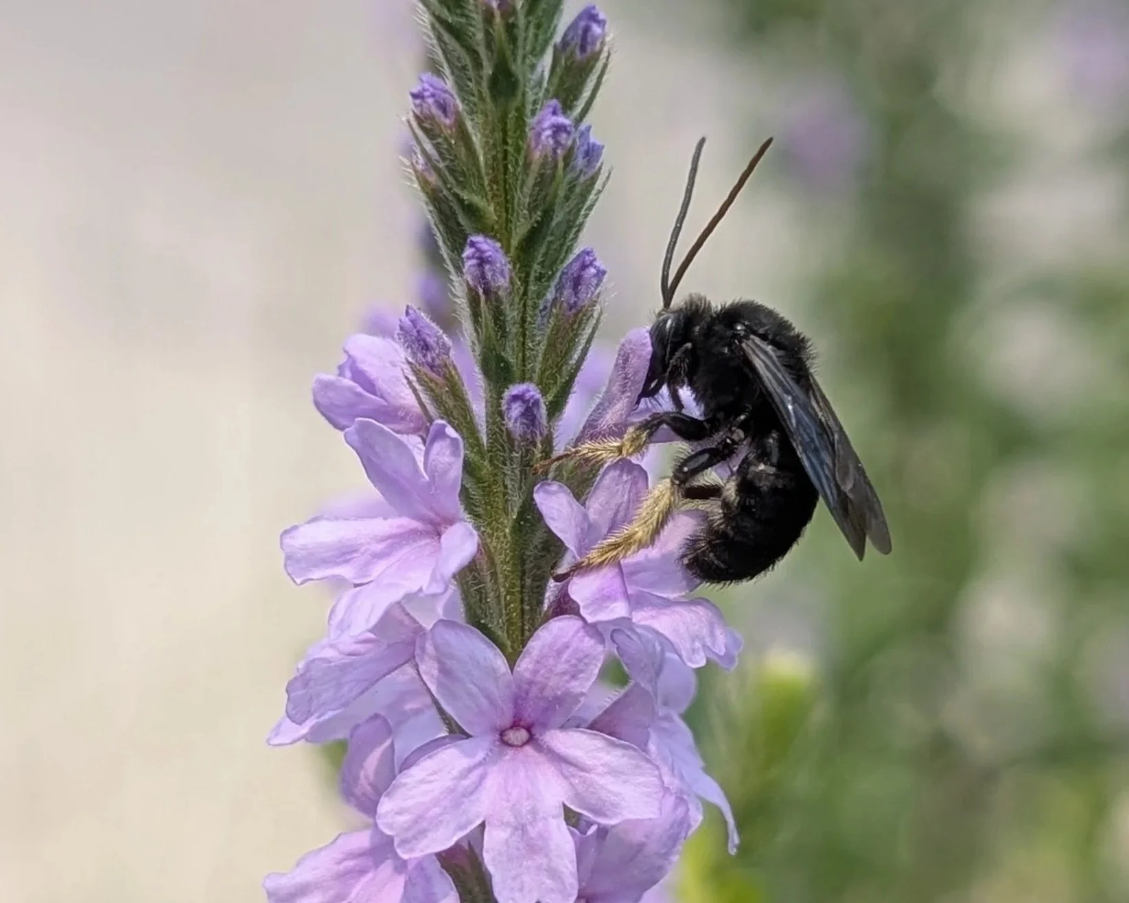 Four Native Bees
