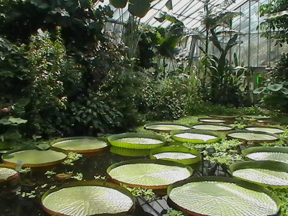 Royal Botanic Gardens-Lilypond