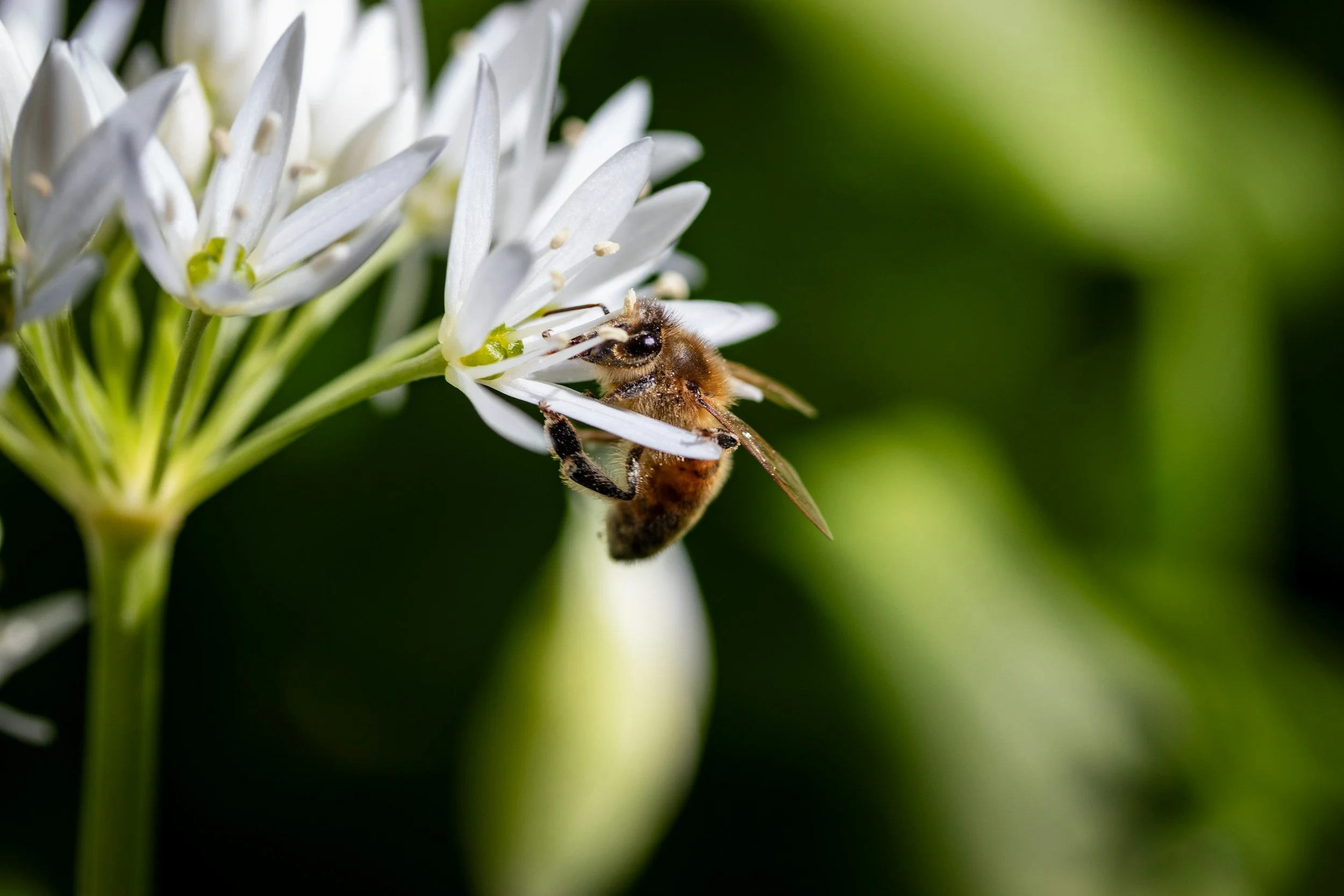 Documental “Las Abejas Solitarias” y Exposición fotográfica “El Paraiso de las Abejas Solitarias, Desierto de Sonora, México”.