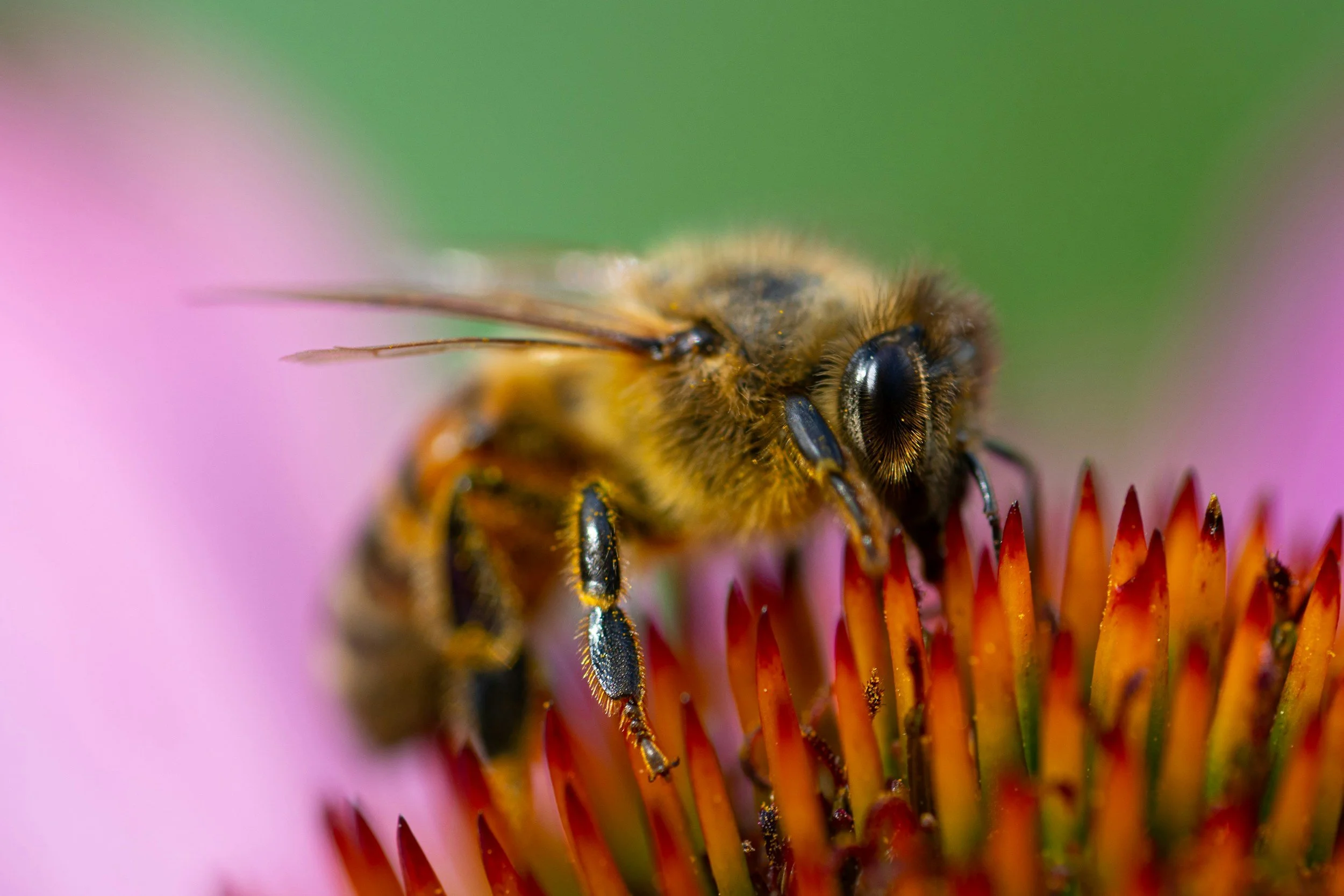 Documental “Las Abejas Solitarias” y Exposición fotográfica “El Paraiso de las Abejas Solitarias, Desierto de Sonora, México”. (copia)