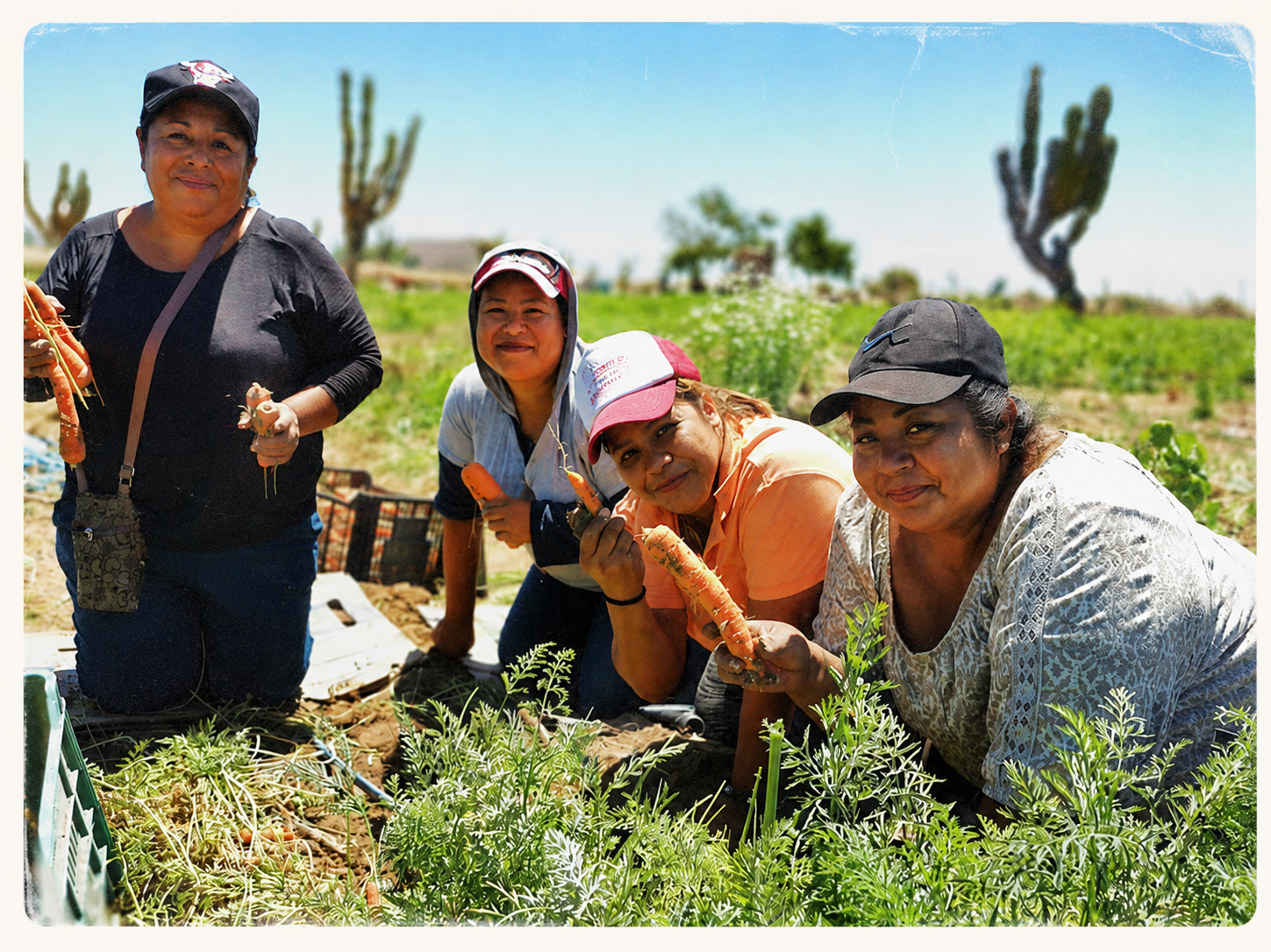 Cuatro mujeres en un campo agrícola cosechando zanahorias, sonriendo y sosteniendo las zanahorias que han recogido, rodeadas de vegetación y cactus en el fondo, en un día soleado.