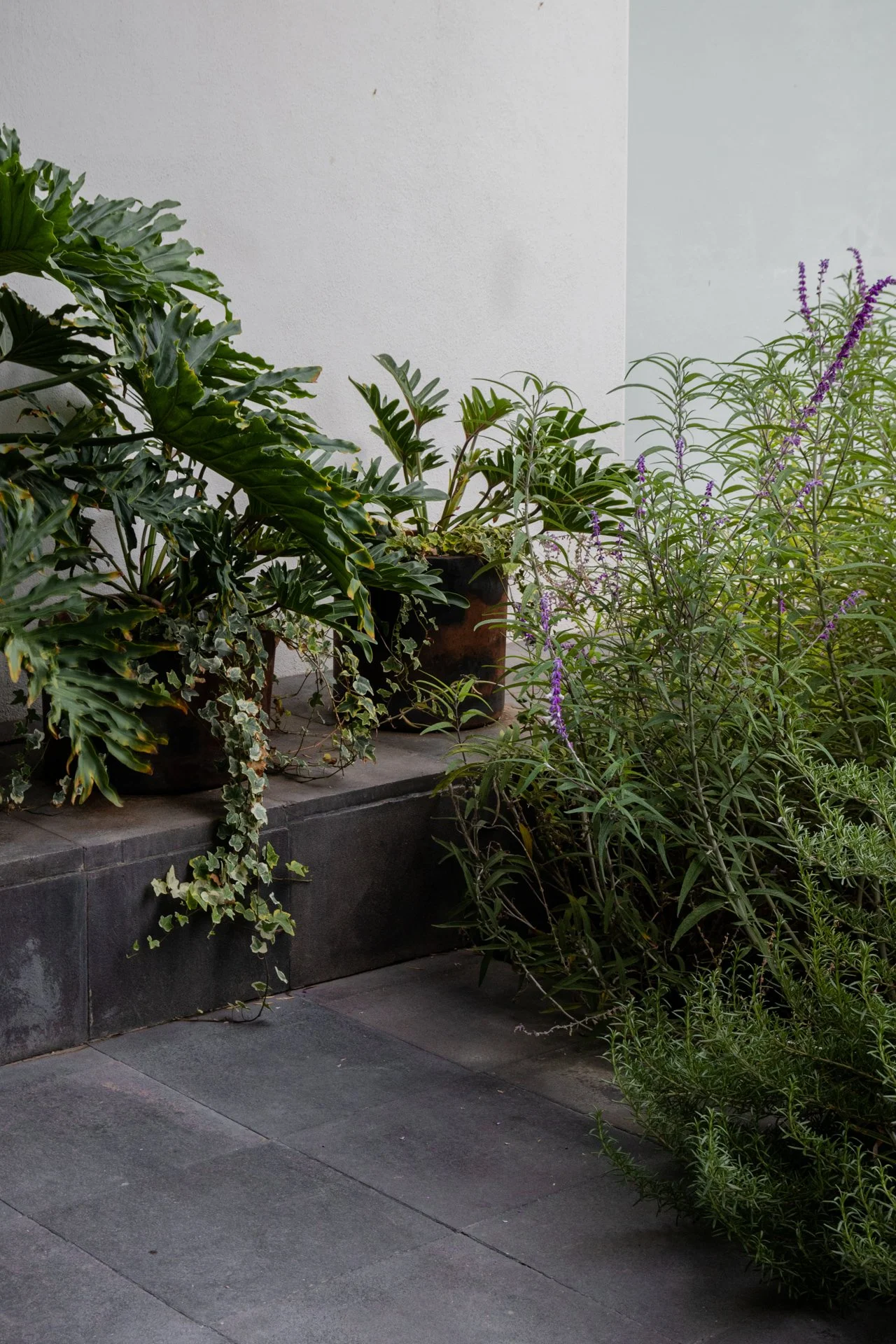 BOTANICA PAISAJE (14).jpg