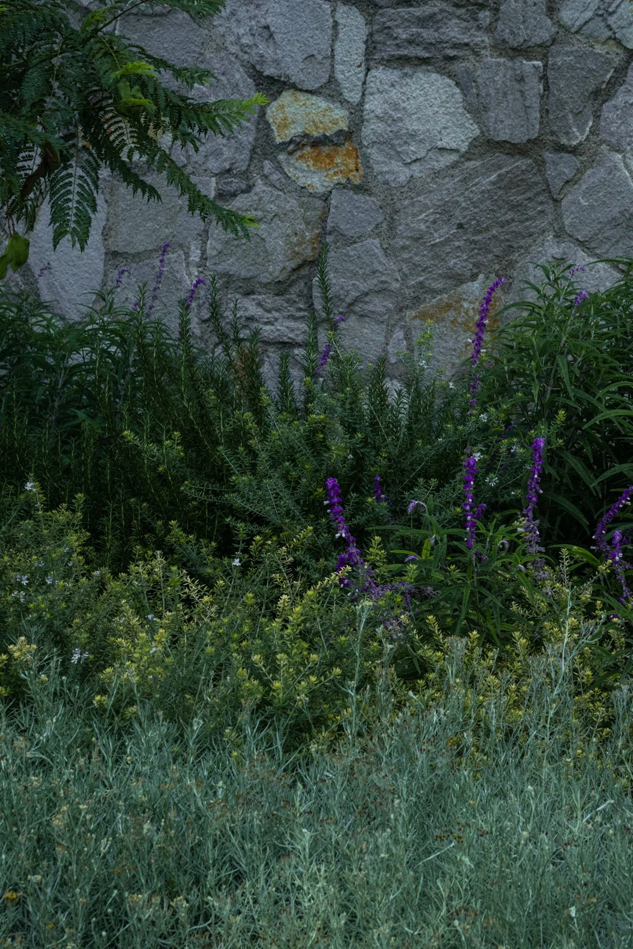 BOTANICA PAISAJE (22).jpg