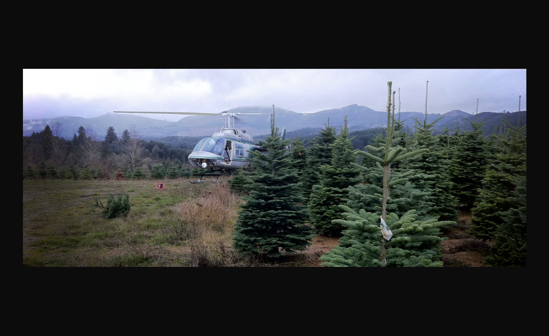 Christmas Tree Harvest