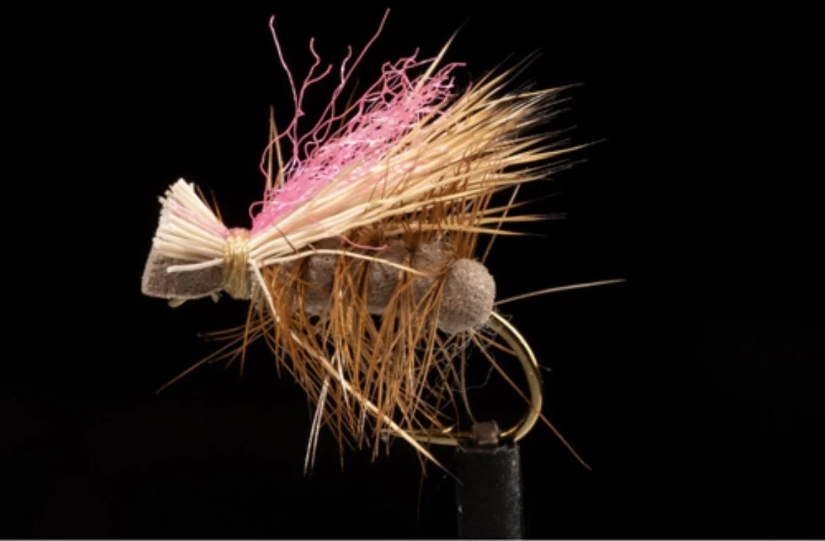 Fly of the week