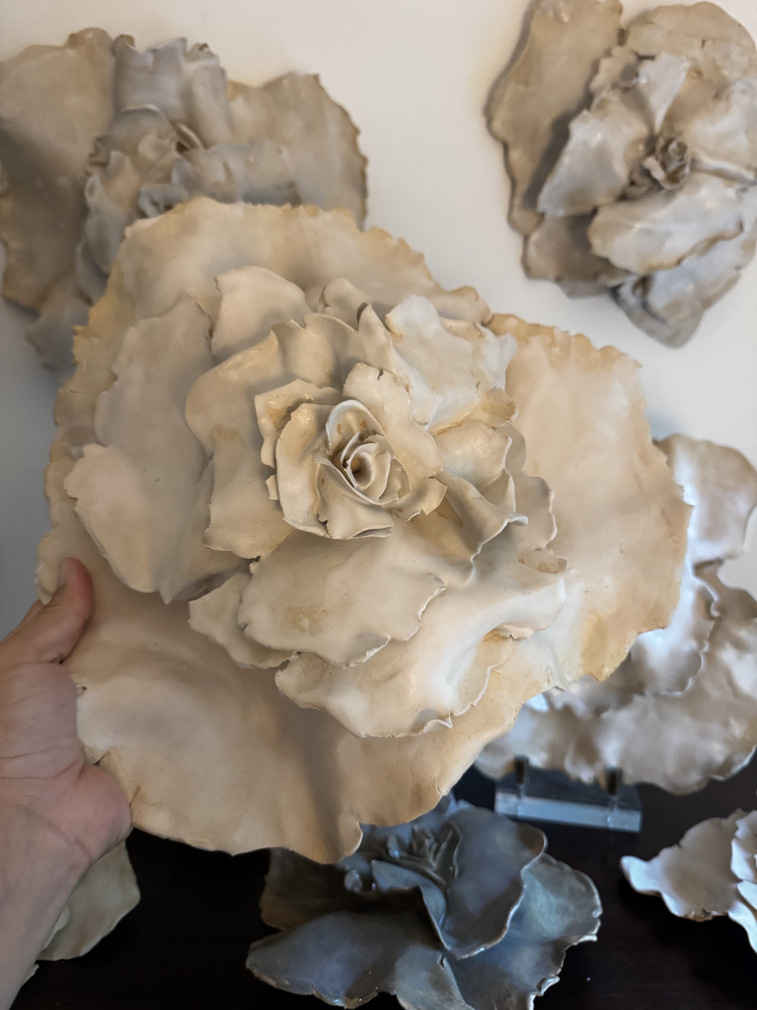 Mega bloom: 12-13” diameter