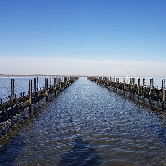 A Step-by-Step Guide to Setting Up a New Oyster Farm (Without Screwing It Up)