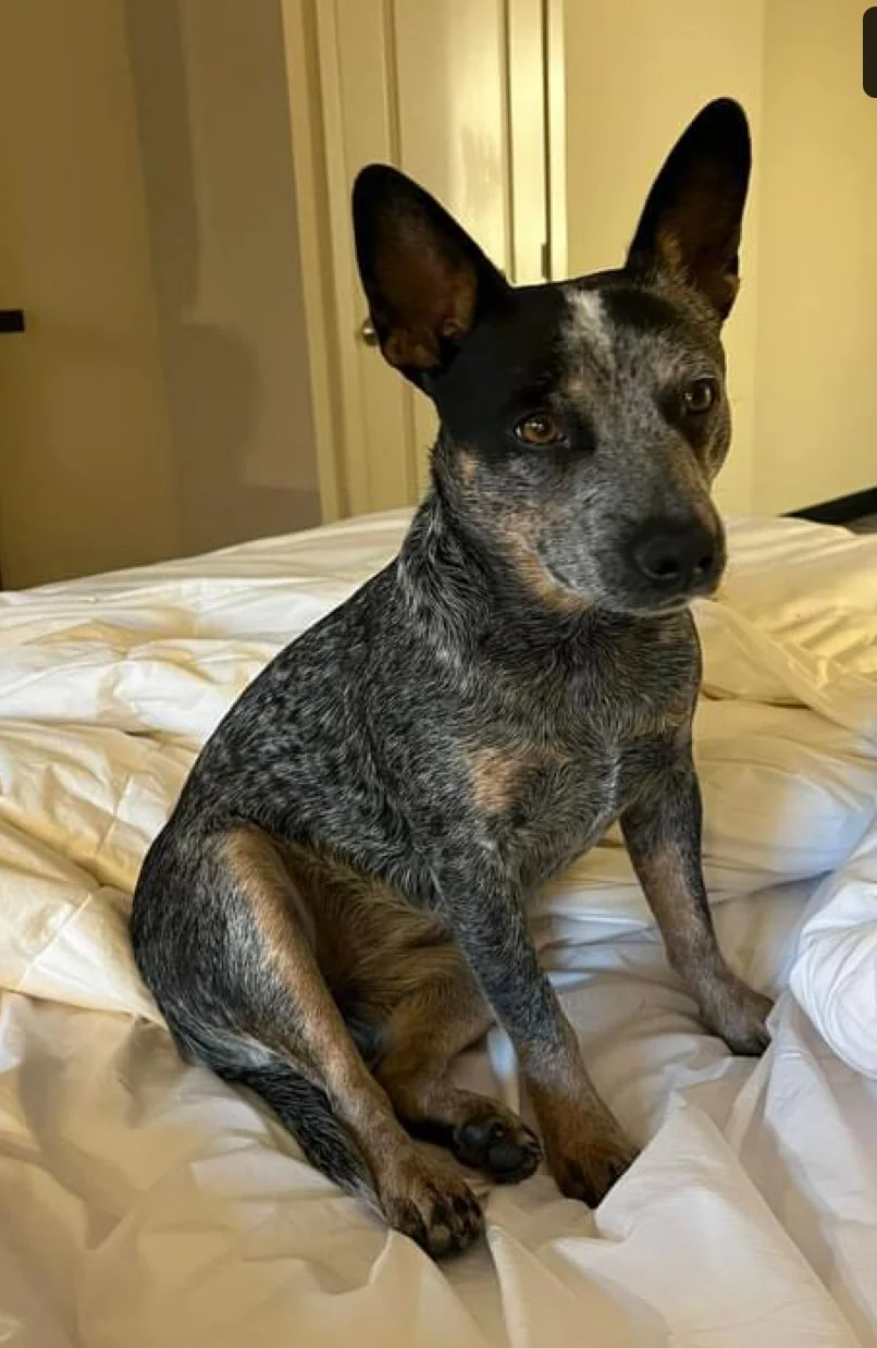 Mini Blue Blue Heeler Puppy Near Me Miniature Australian Heelers
