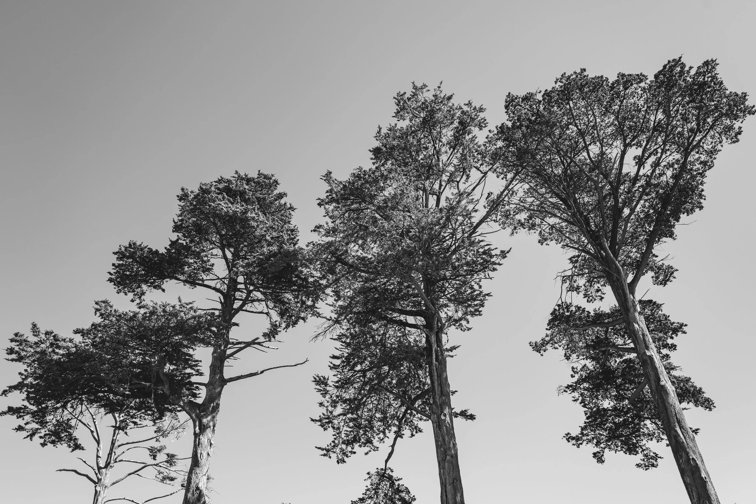 L1020975 copy.jpg