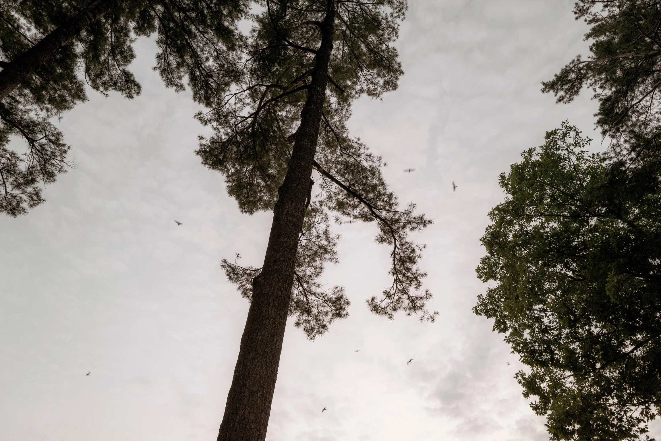 L1001481 copy.jpg