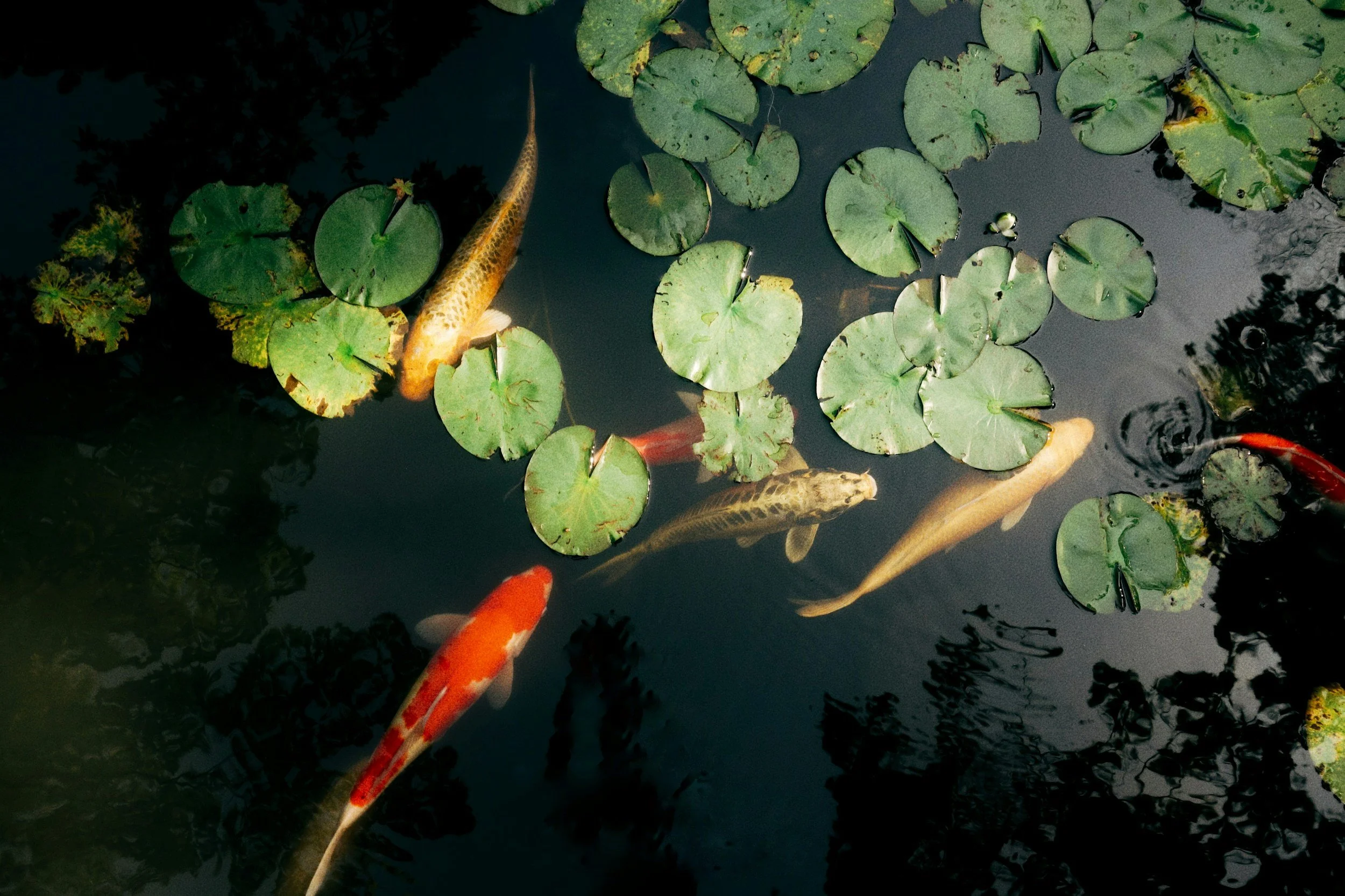 Create a Serene Oasis: Discover the Joy of a Backyard Koi Pond
