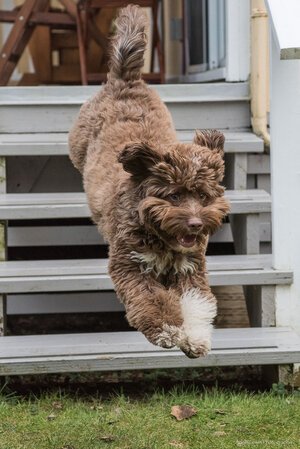 26-Leapfrog+Labradoodle,+Monty+-+Feb.25,2017_web.jpg