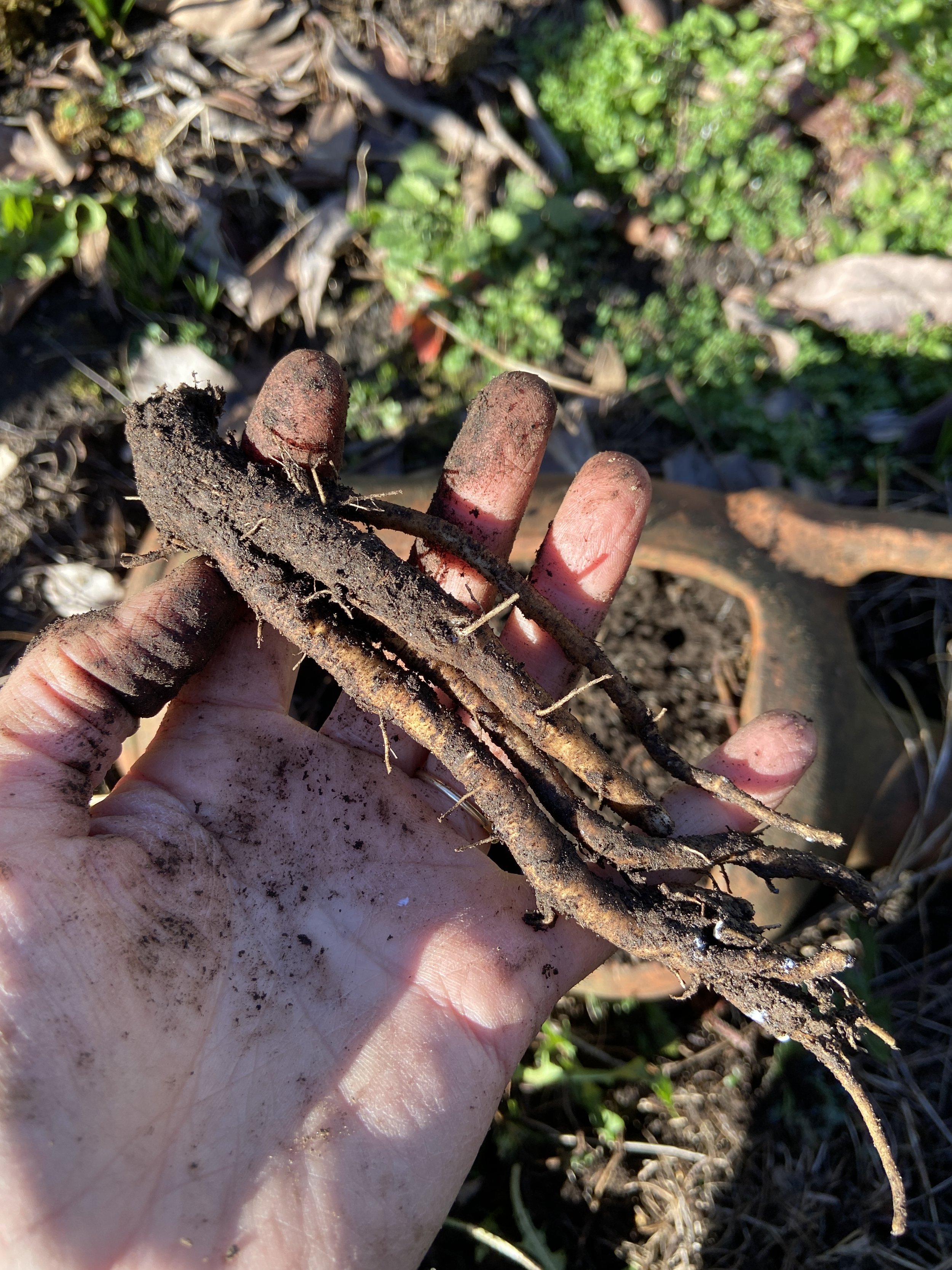 Dandelion roots