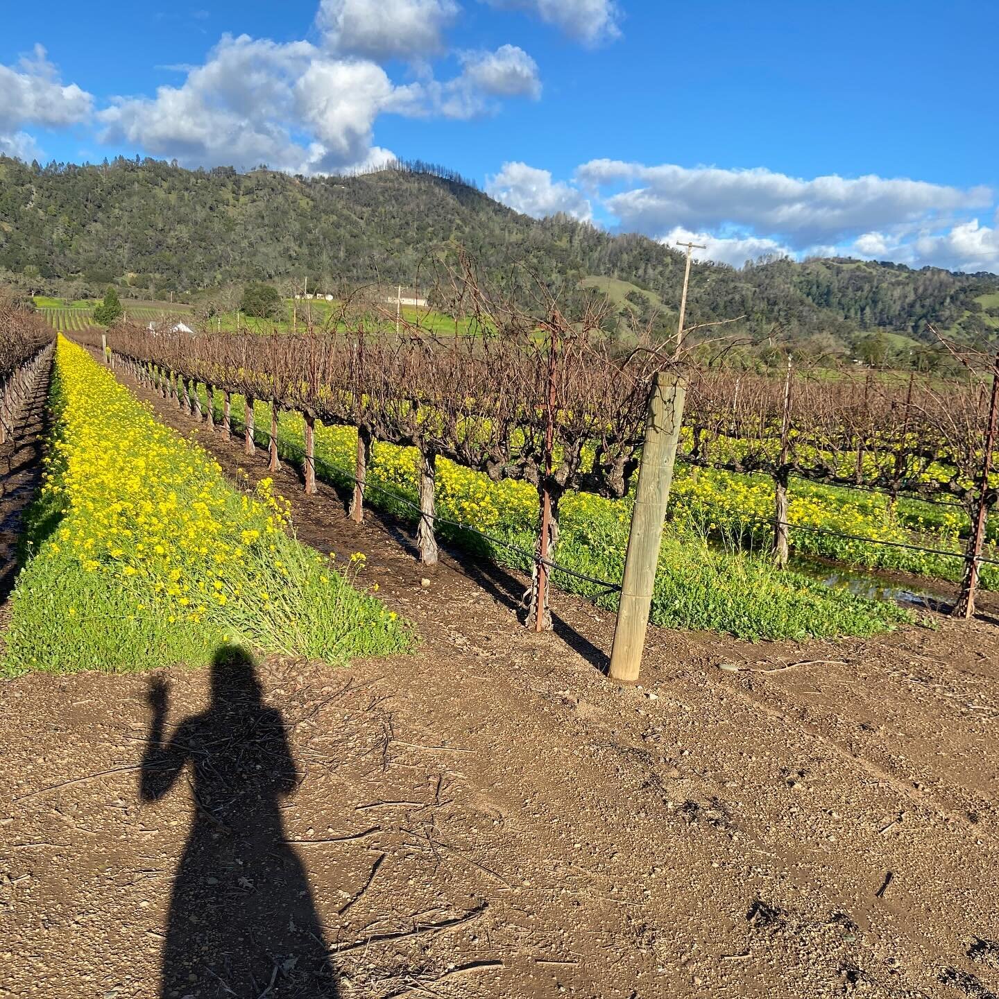 Mustard flowers and grape vines - must be Napa. ✌️
.
.
.
This combo always reminds me of heading to the #healthykitchenshealthylives conference, excited to be a part of it again. #bringiton @theculinaryinstituteofamerica