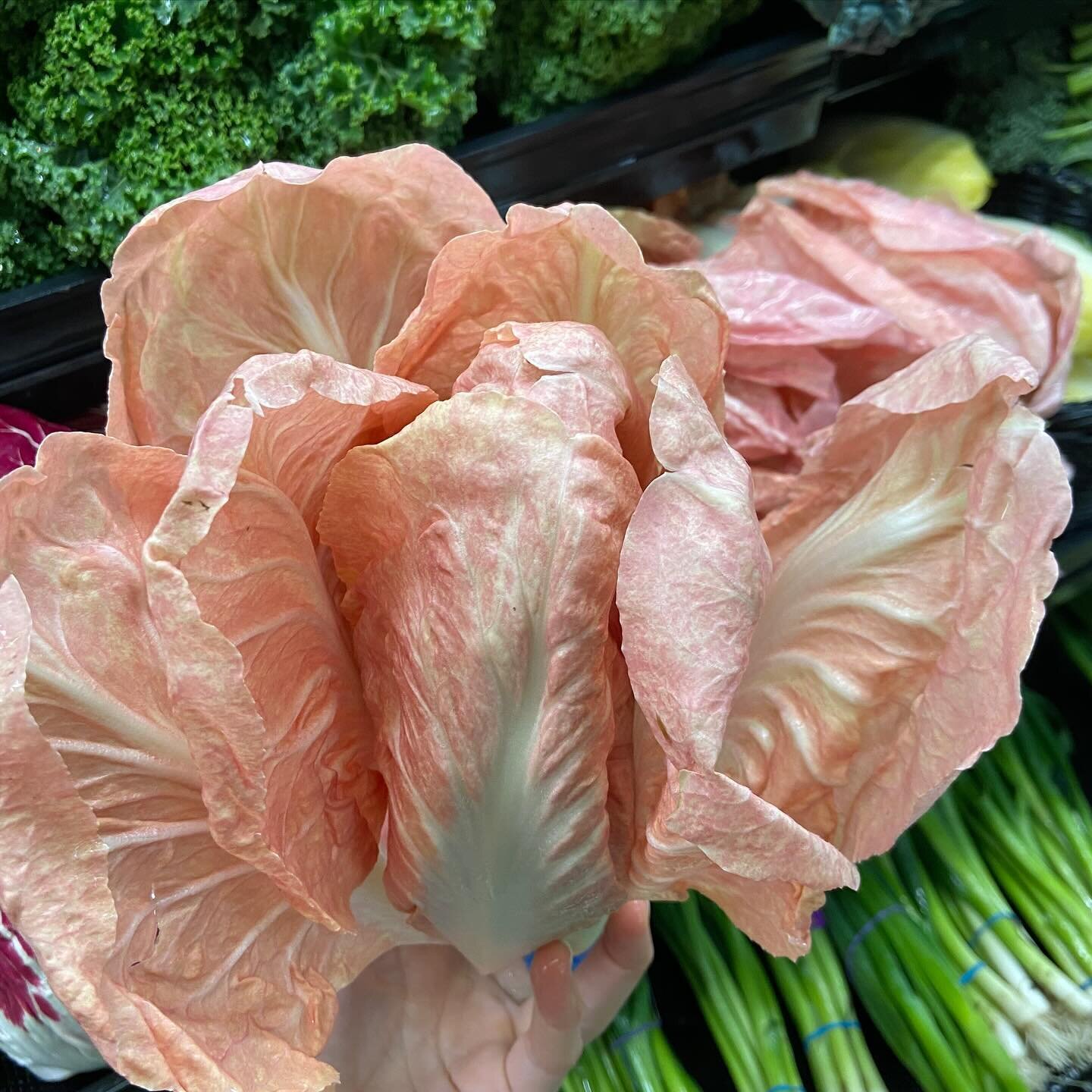 Gorgeous #rosatoradicchio blossom 🌸 the salad tastes even better than it looks with shallot lemon honey dressing and shaved manchego. 
.
.
.
#bitterisbetter #radicchio #endive #rosato