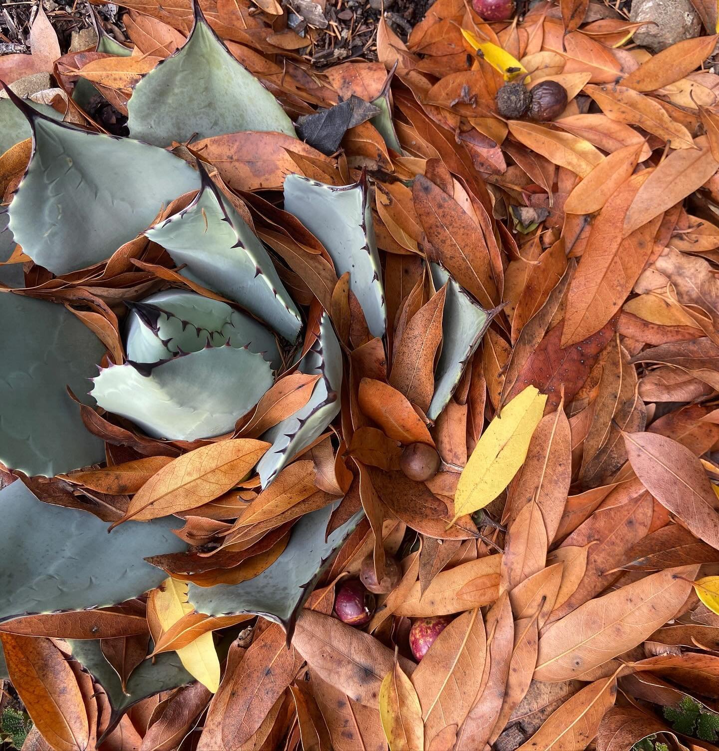 I&rsquo;ve had a love affair with the bay nut (umbellularia californica) since I first learned about these west coast native, surprisingly overlooked foraged &ldquo;california cacao&rdquo; that are truly reminiscent of coffee and chocolate upon roast