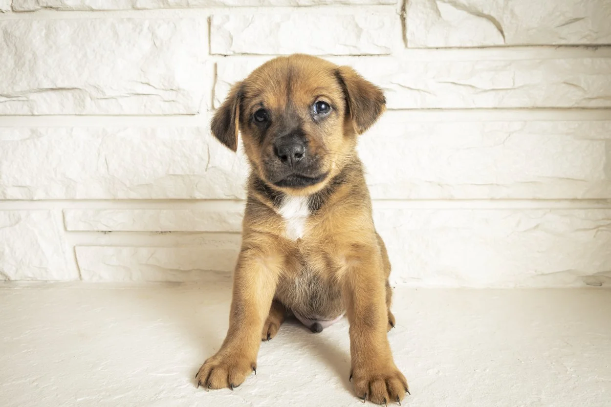 027_SoulPuppies_CrimsonCatStudios.jpg