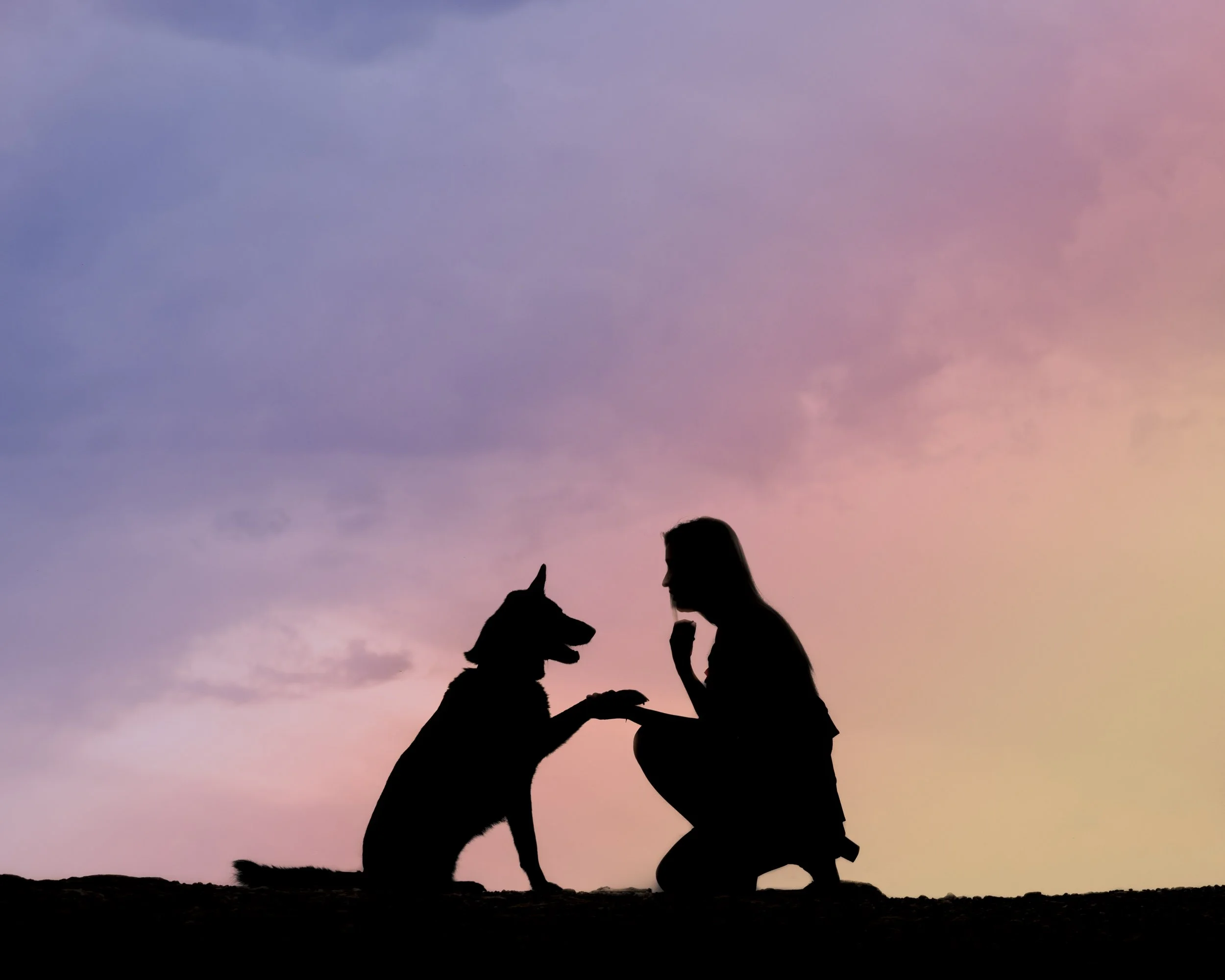 What Is Golden Hour Dog Photography?