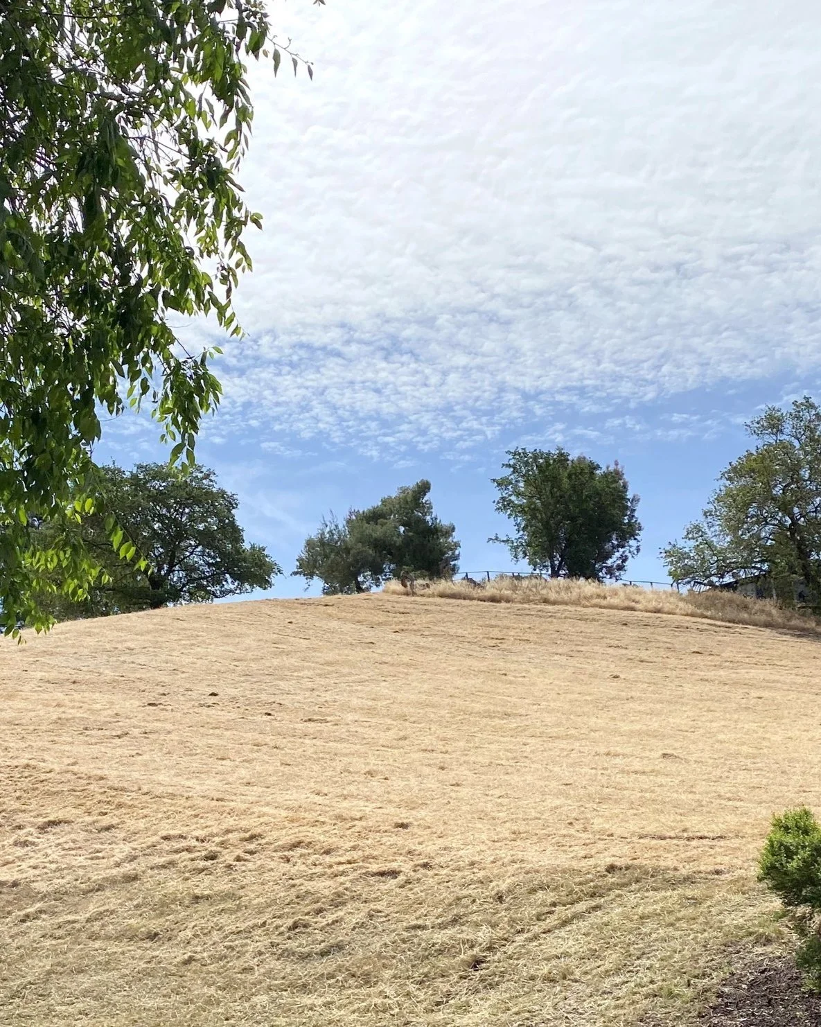 mowing