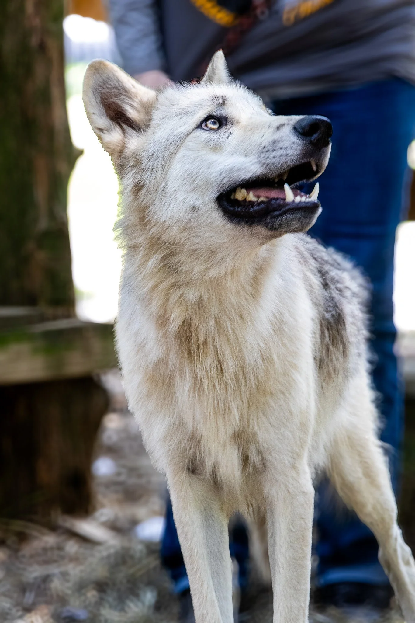 Animal | Pet Photography