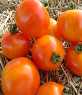 tomatoes 3.jpg