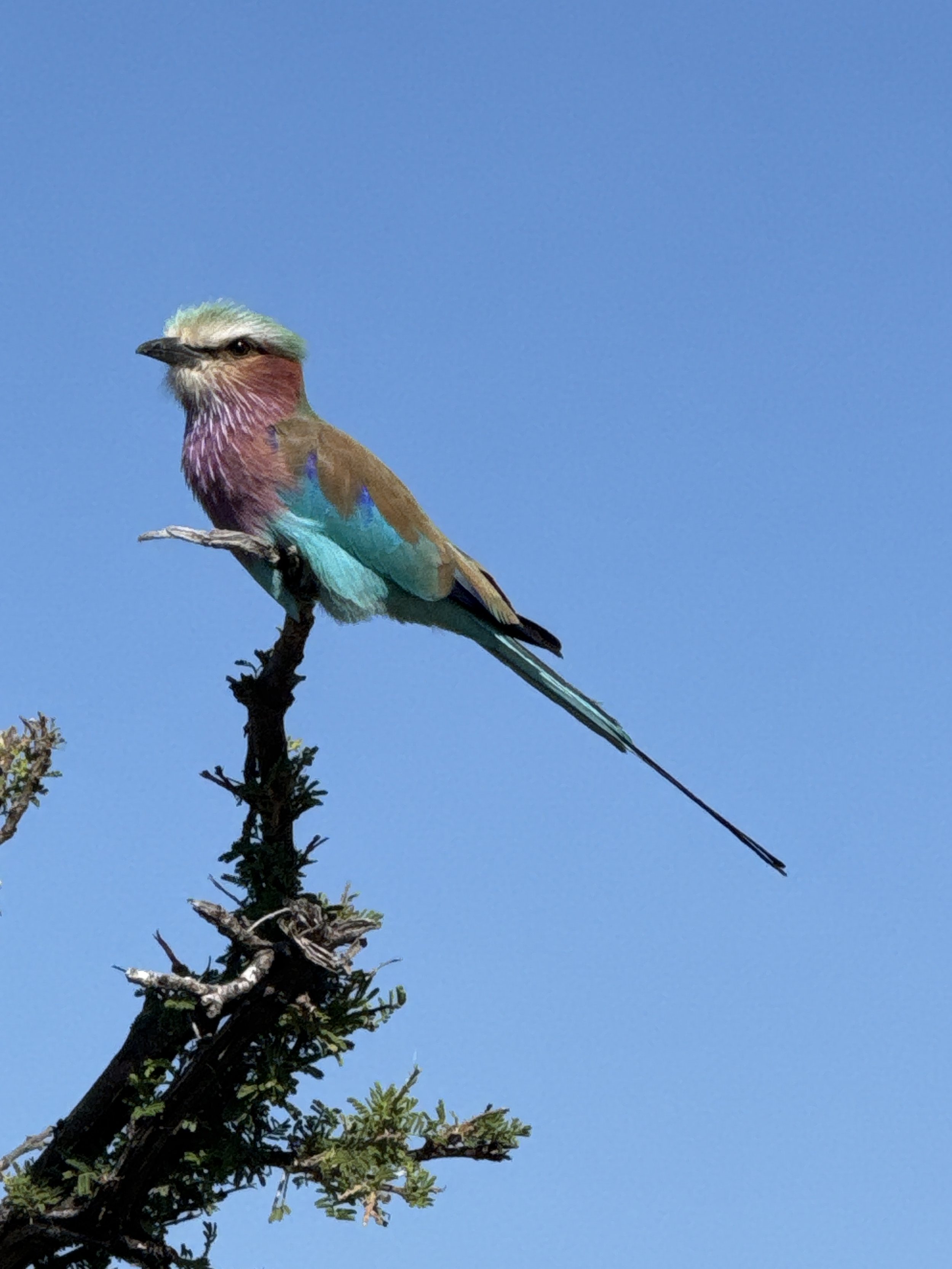 Most photographed bird in Africa...The Lilac Breasted Roller!