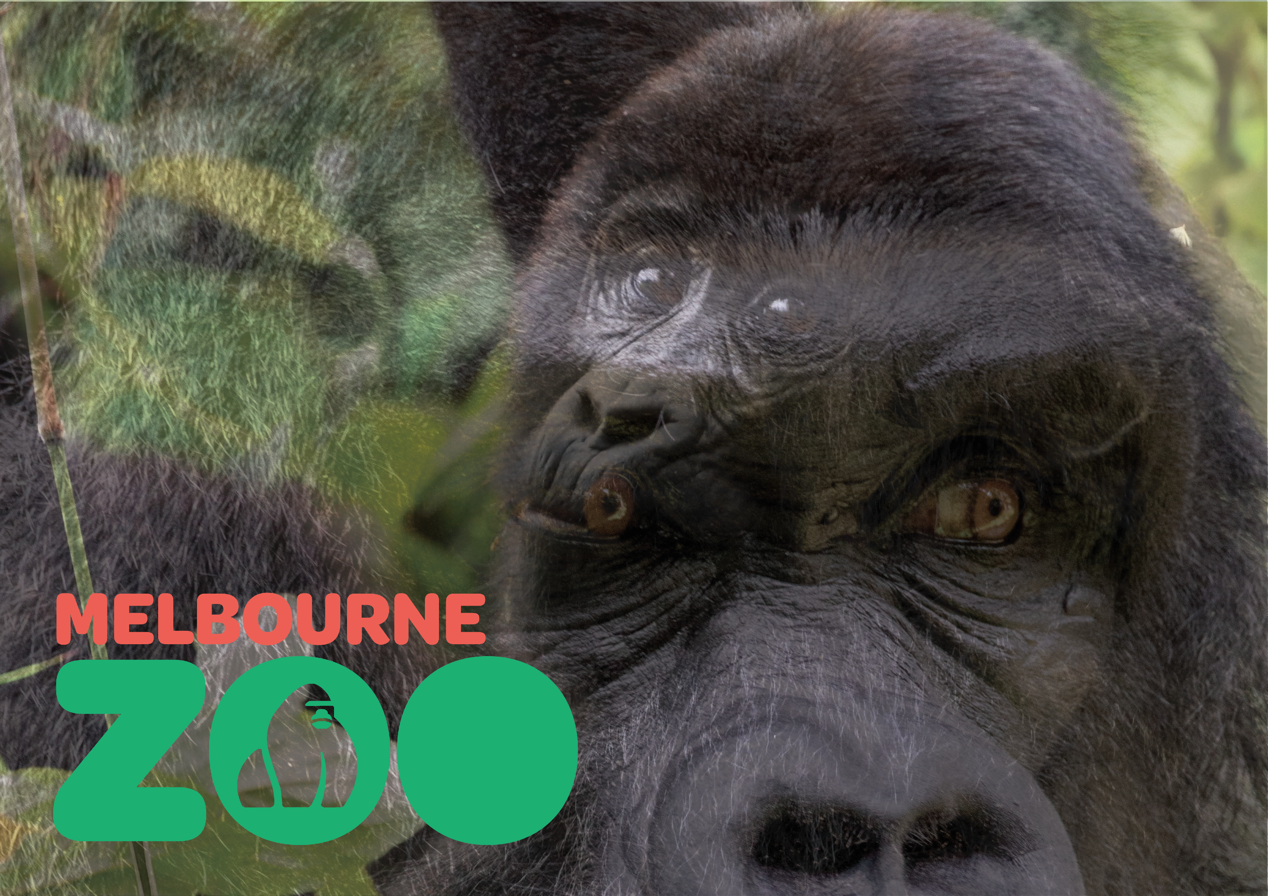 Melbourne Zoo.png
