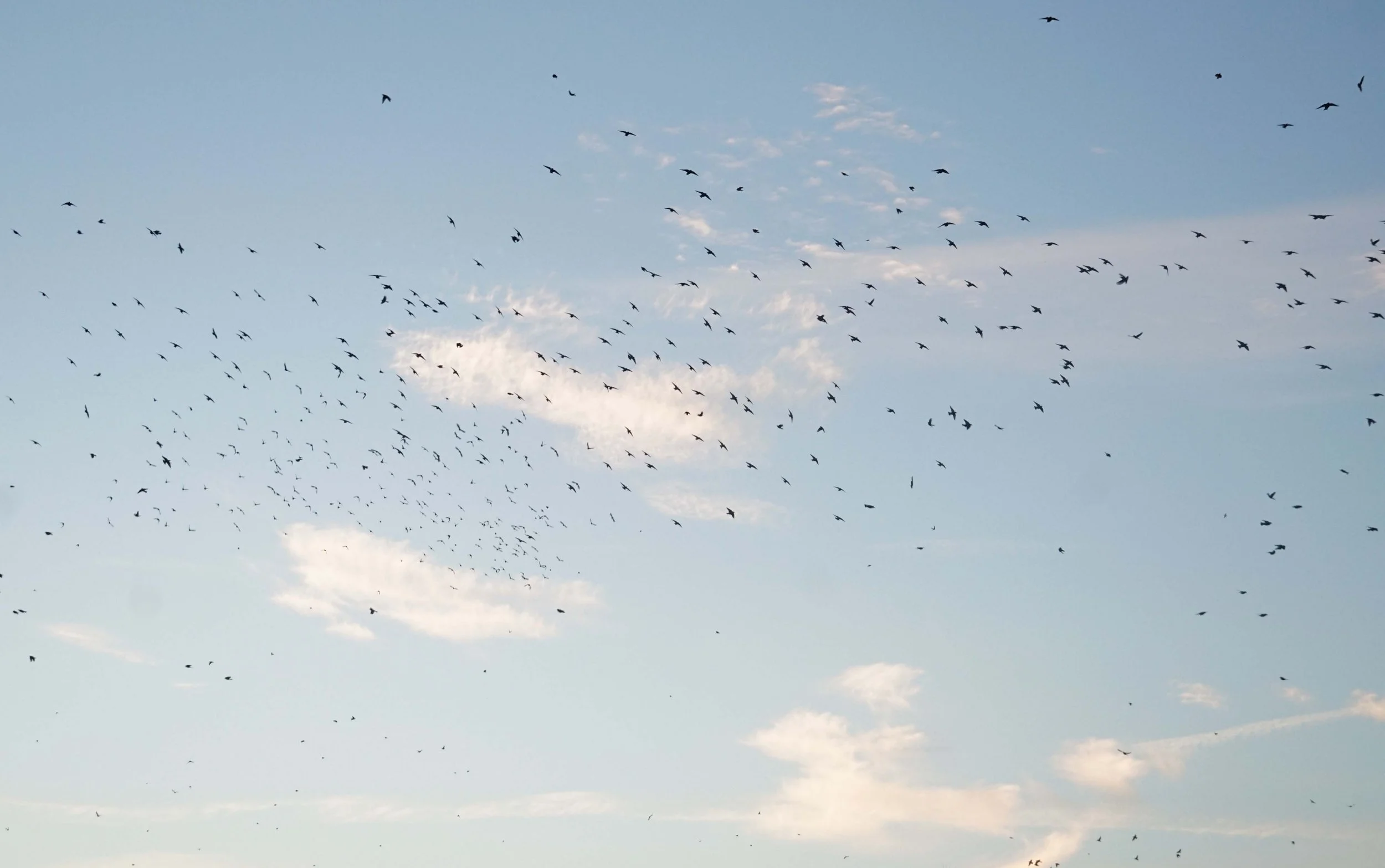 REECE 2023 December Birds-28 small.jpg