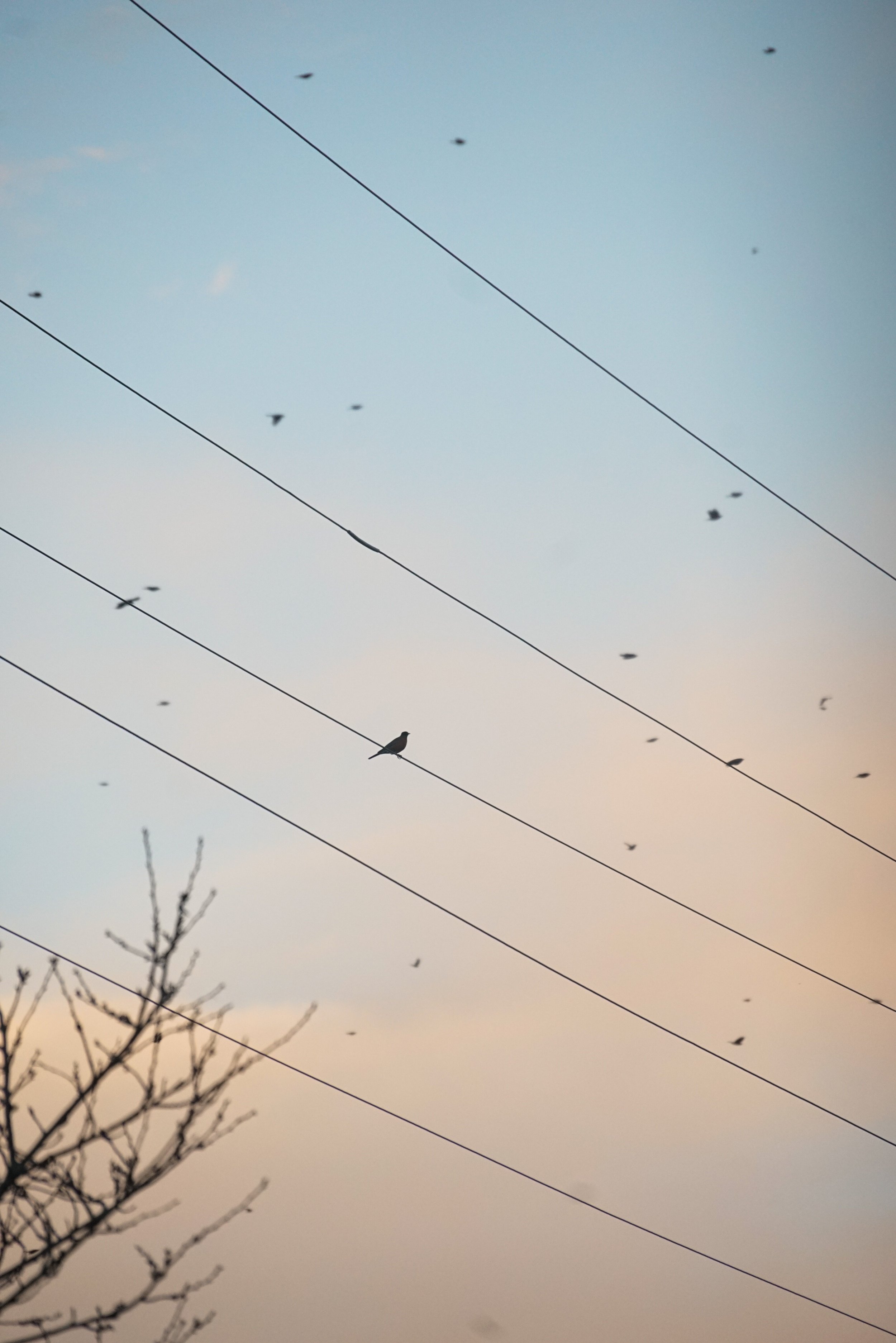 REECE 2023 December Birds-26.jpg