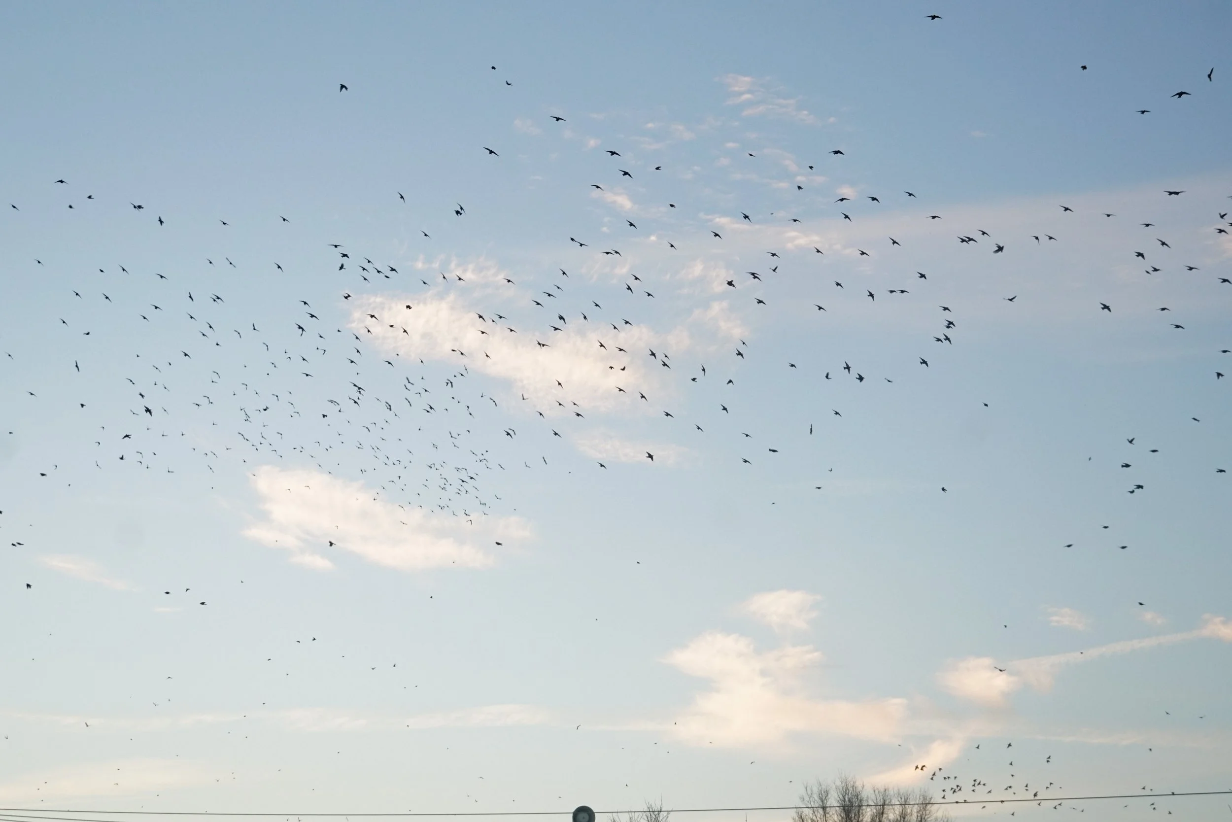 REECE 2023 December Birds-28.jpg