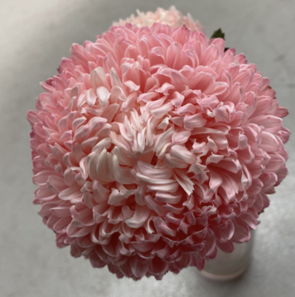 Chrysanthemum Disbud — Profresh Flowers