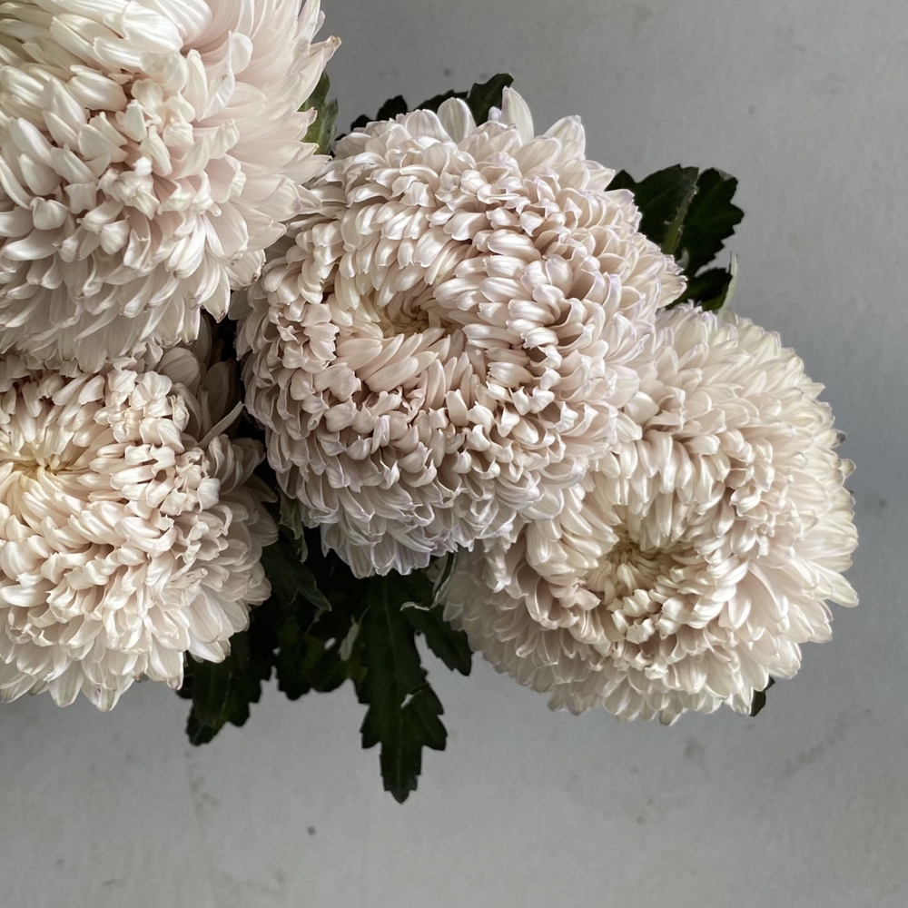 Chrysanthemum Disbud — Profresh Flowers