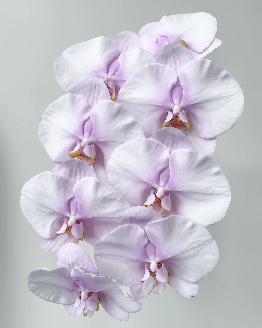 Phalaenopsis — Profresh Flowers