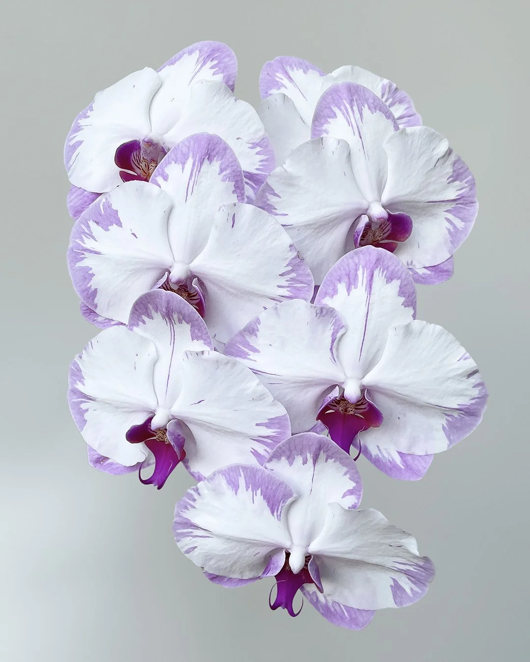 Phalaenopsis — Profresh Flowers