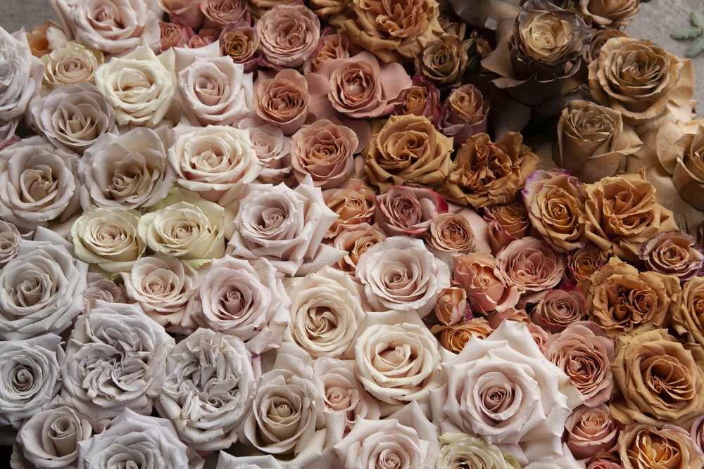 Rose Catalogue — Profresh Flowers