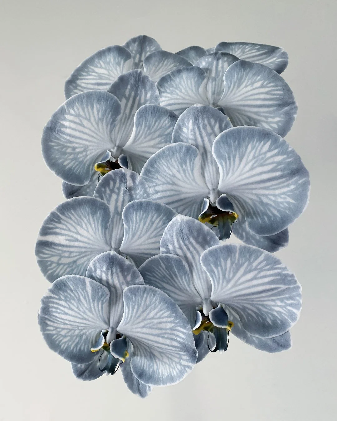 Phalaenopsis — Profresh Flowers