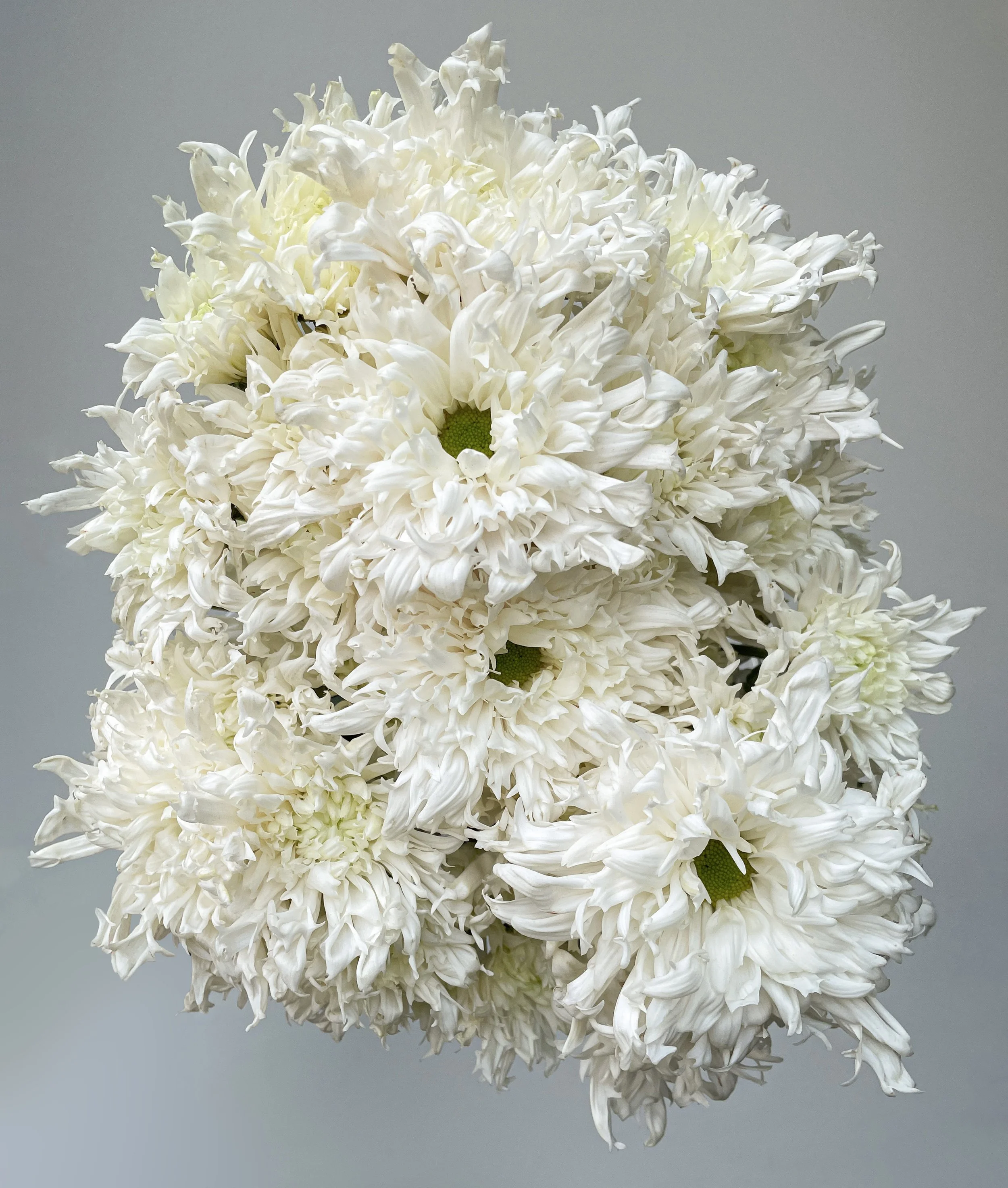 Chrysanthemum Spray — Profresh Flowers