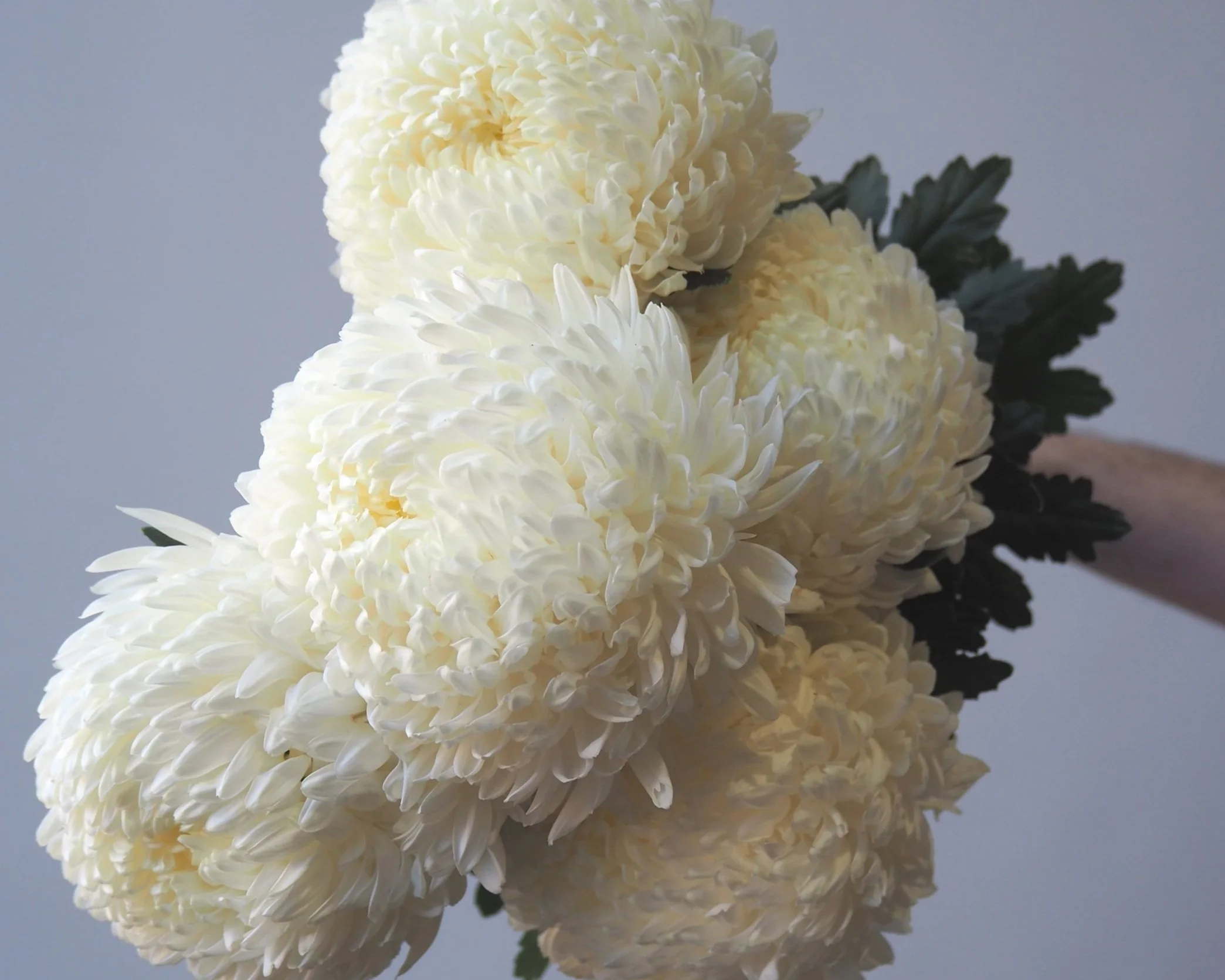 Chrysanthemum Disbud — Profresh Flowers