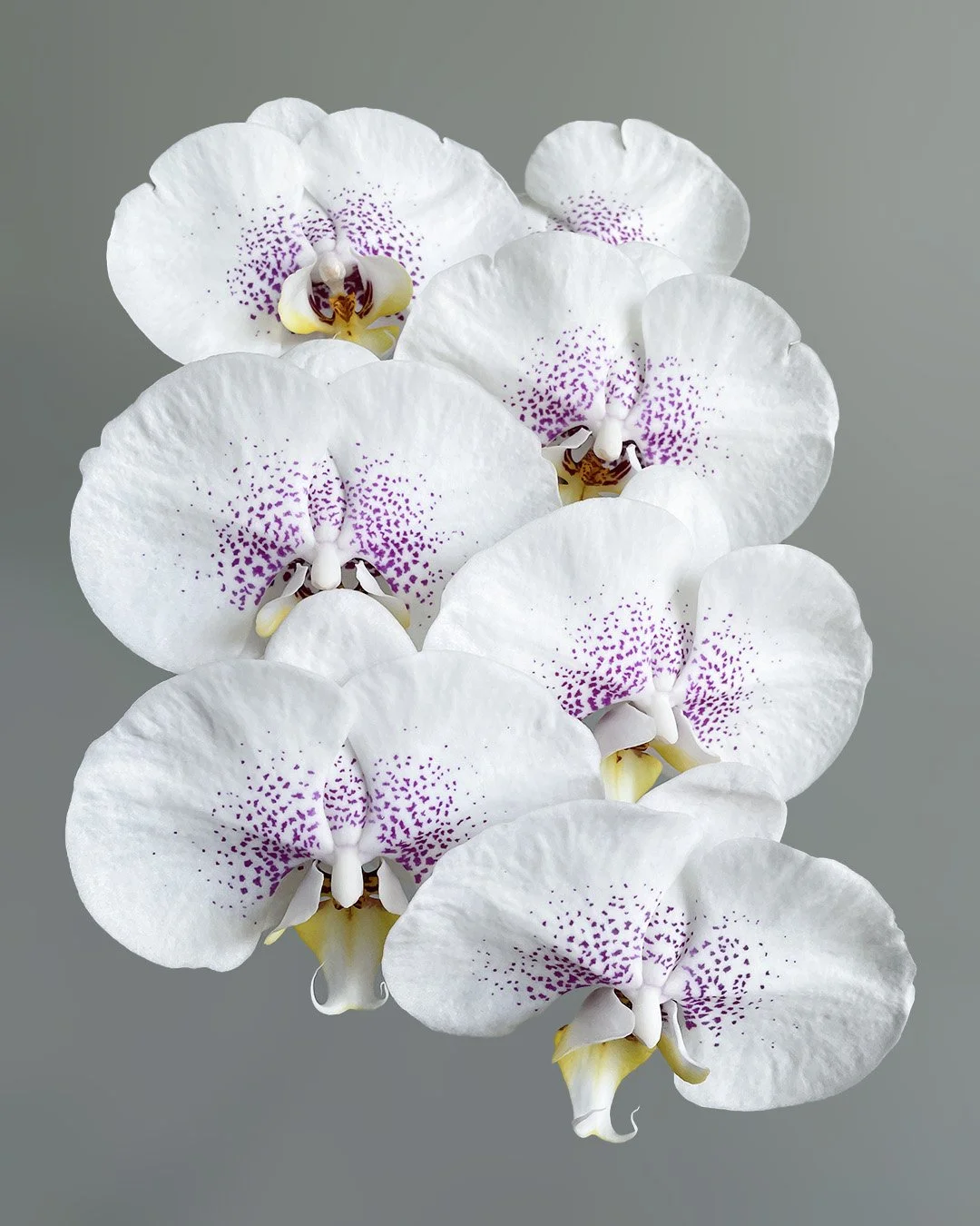 Phalaenopsis — Profresh Flowers